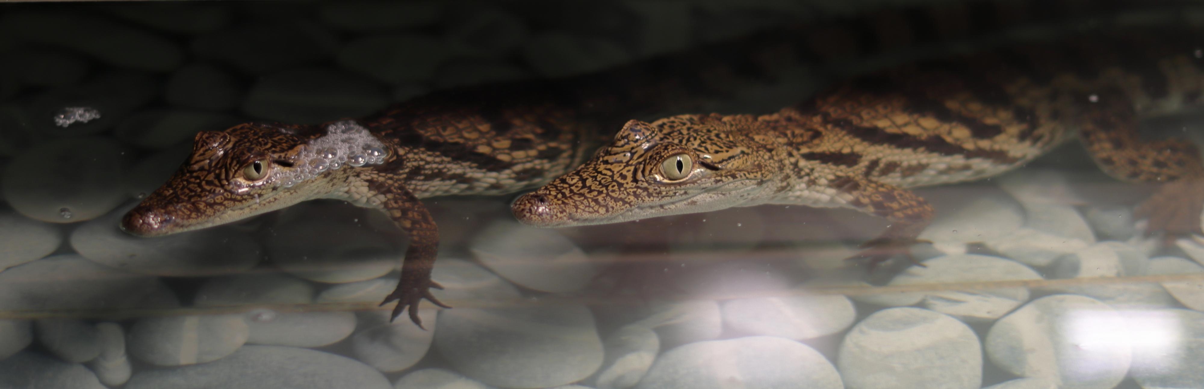 Krokodýlí a želví ZOO Praha foto 2