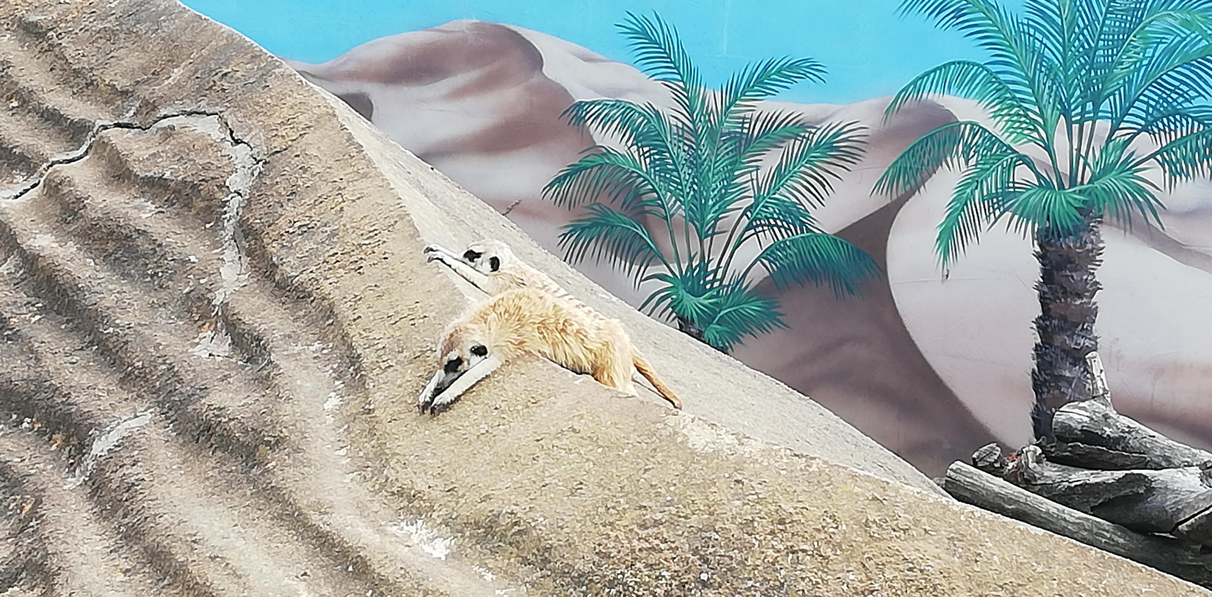 Zoo Plasy foto 6