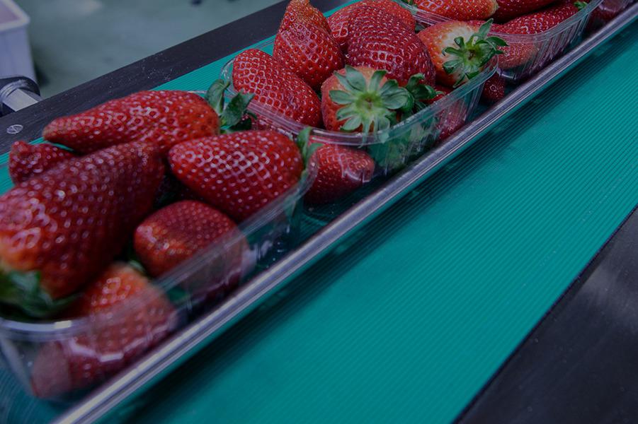 Výroba dopravníkových pásů