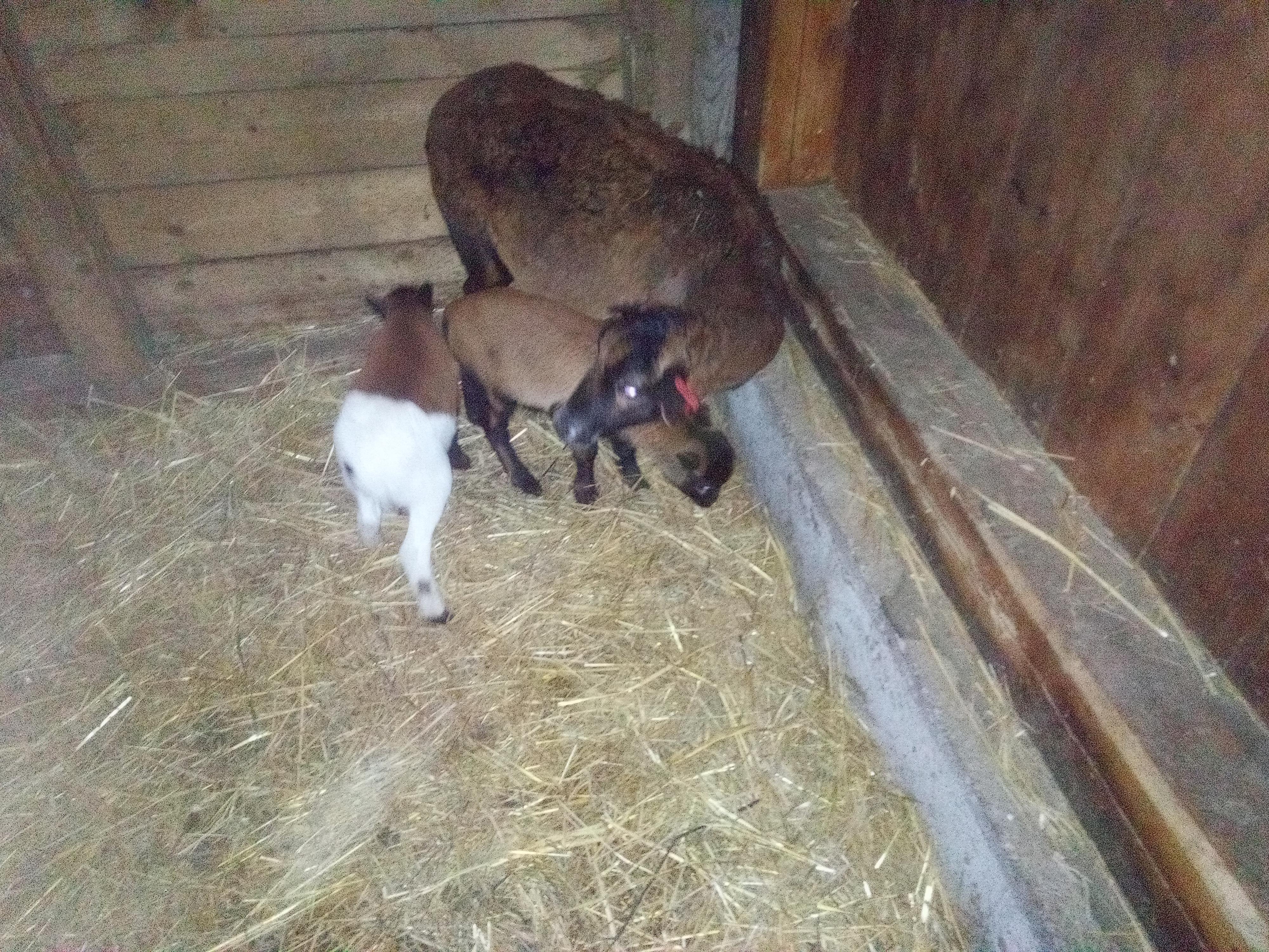 Malá Farma Spálensko - Bratrouchov foto 3