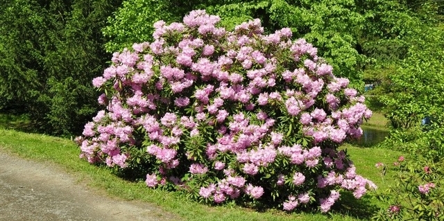 Průhonický park a zámek - Botanický ústav AV ČR foto 4