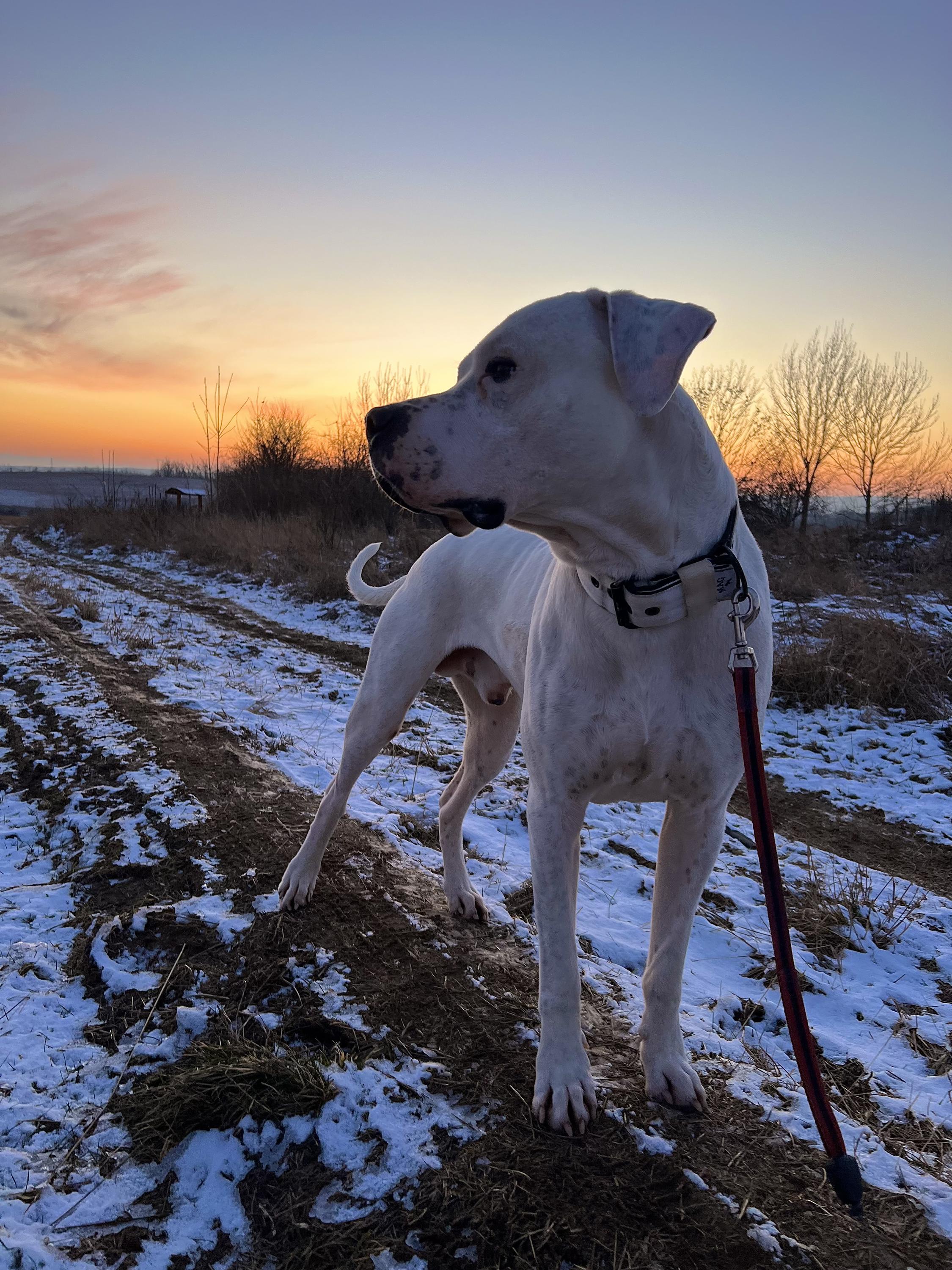 Psí škola WeDogs foto 4