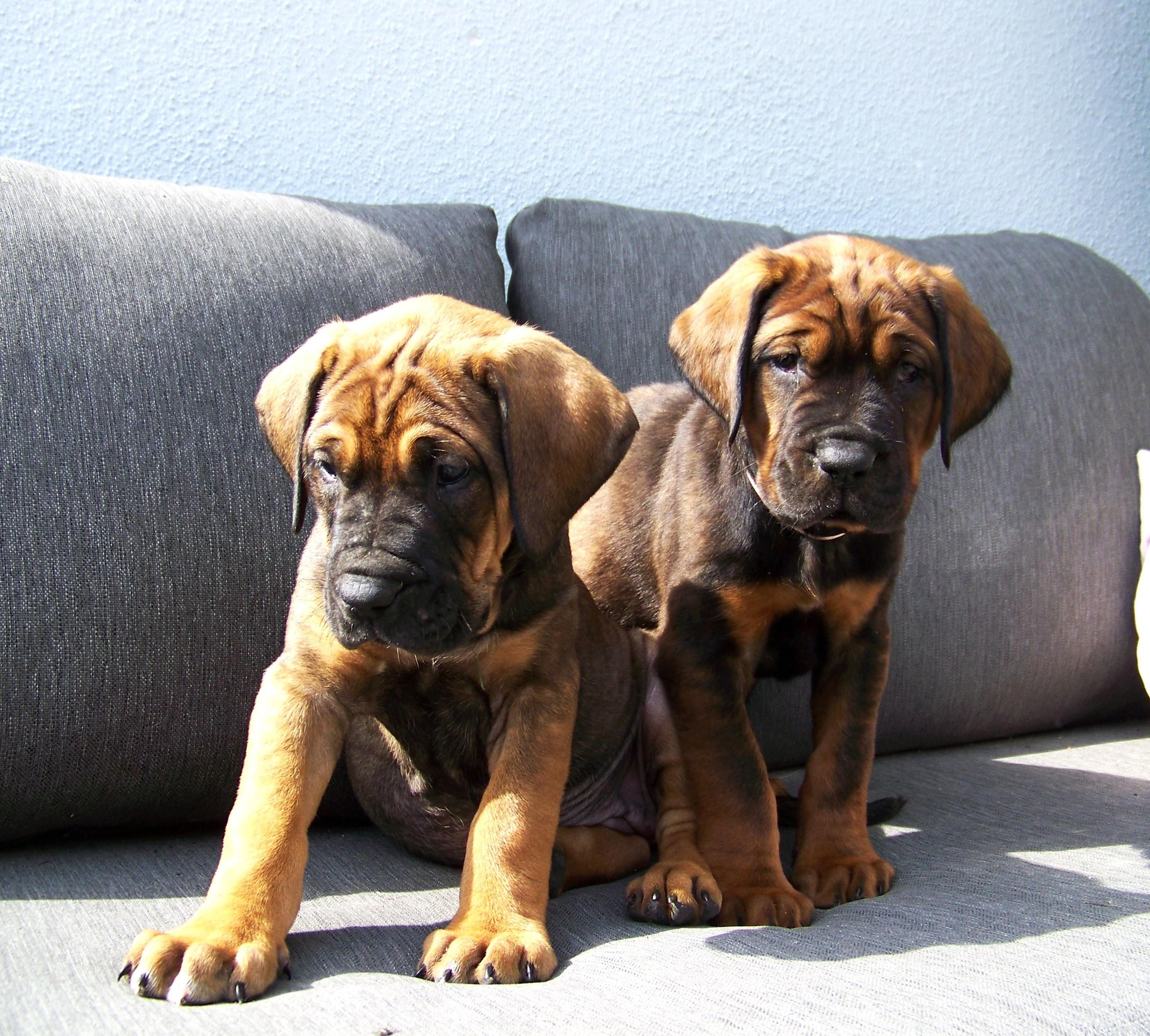 Chovatelská stanice plemene TOSA INU foto 5