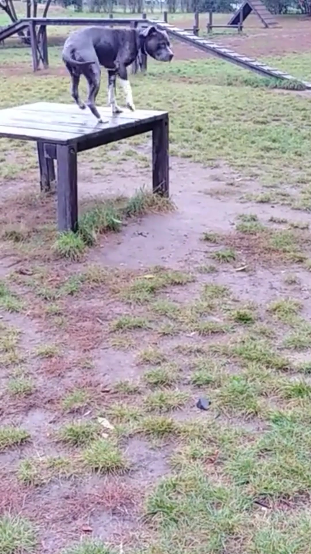 Psibible.cz foto 2 (náhled videa)