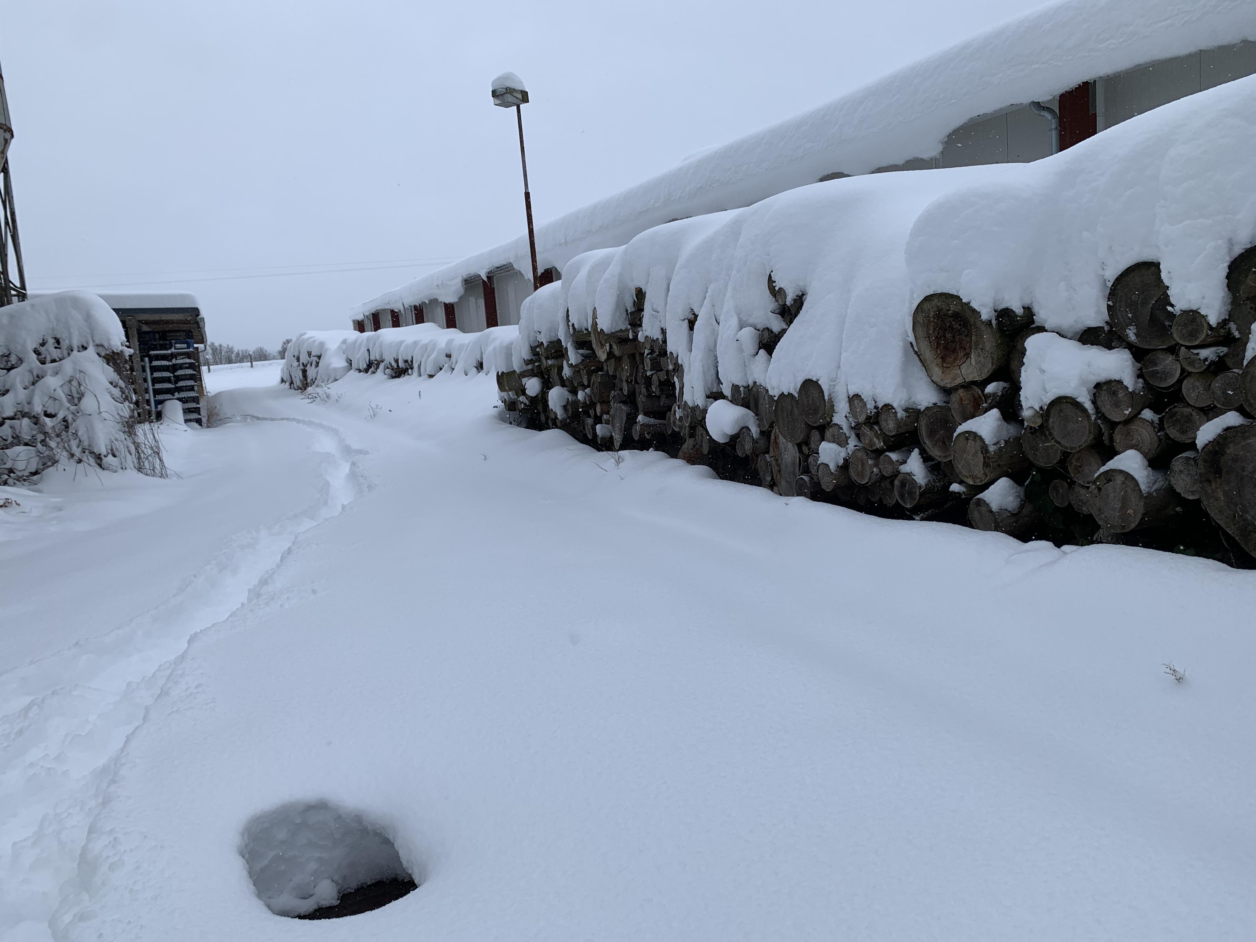 Bušta - odchov a prodej kuřic foto 4