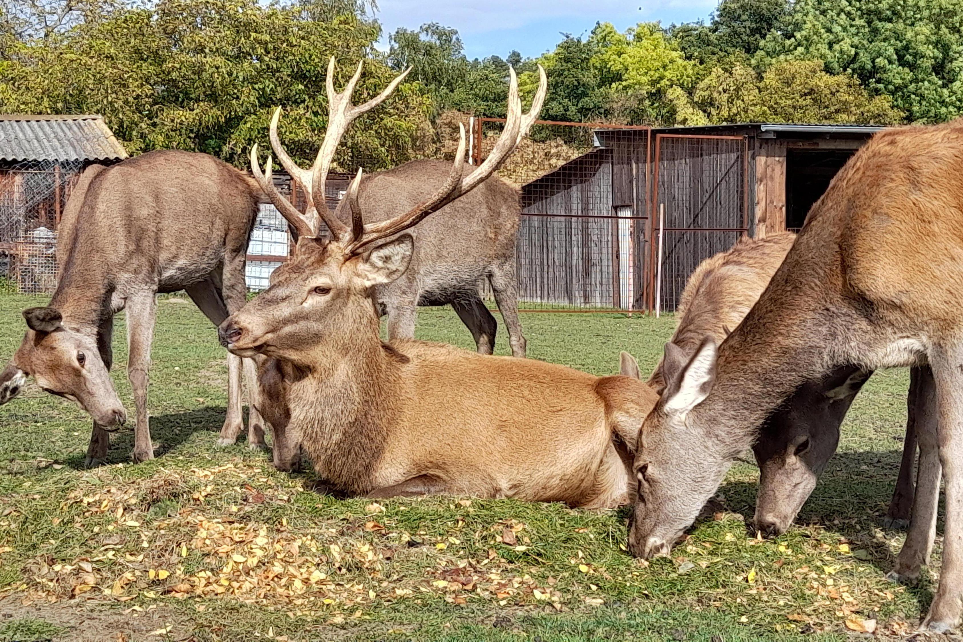 ZOOPARK jeleni Homole, z.s.