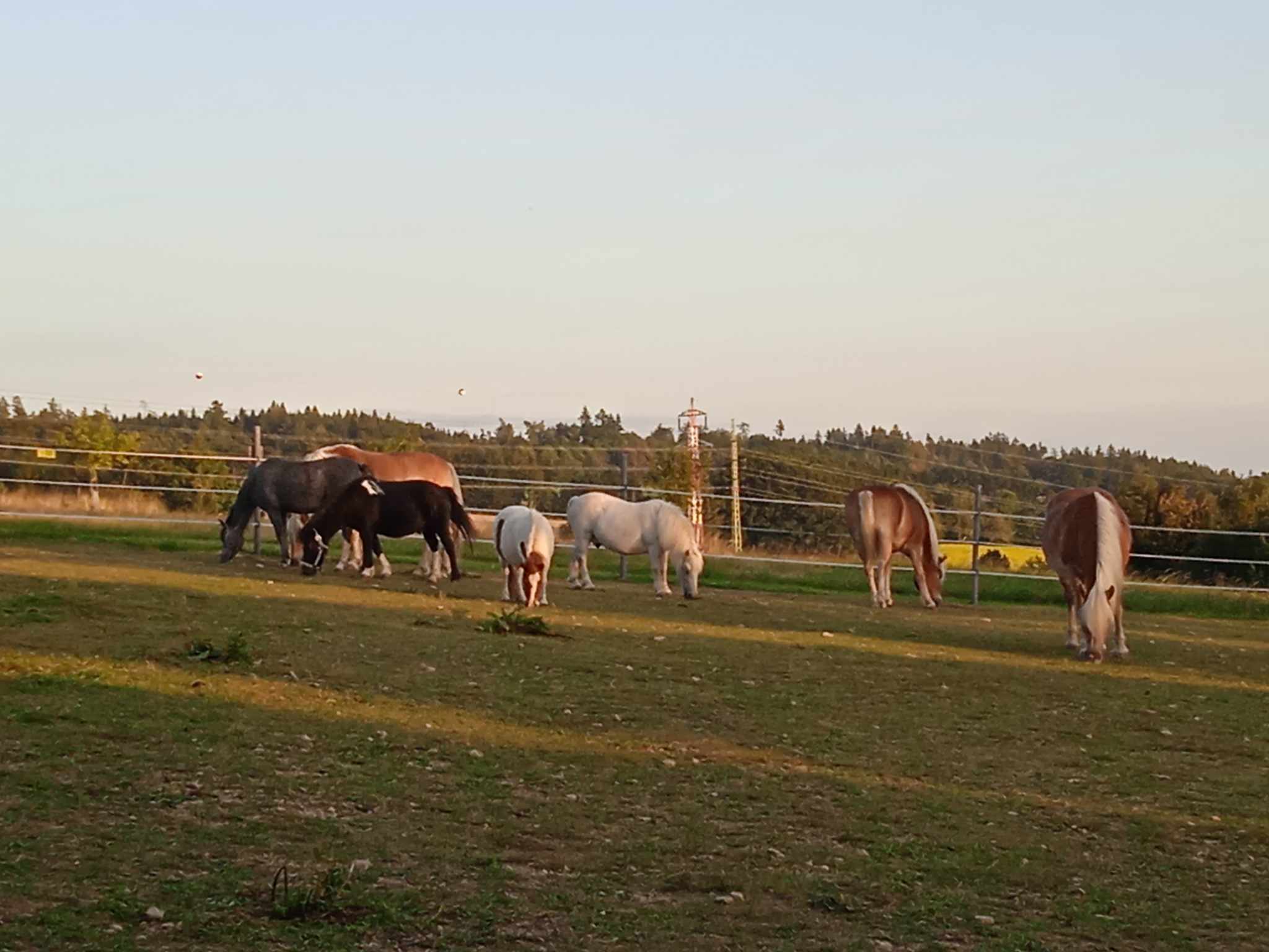 Jana Černá - Koně Václavice foto 2