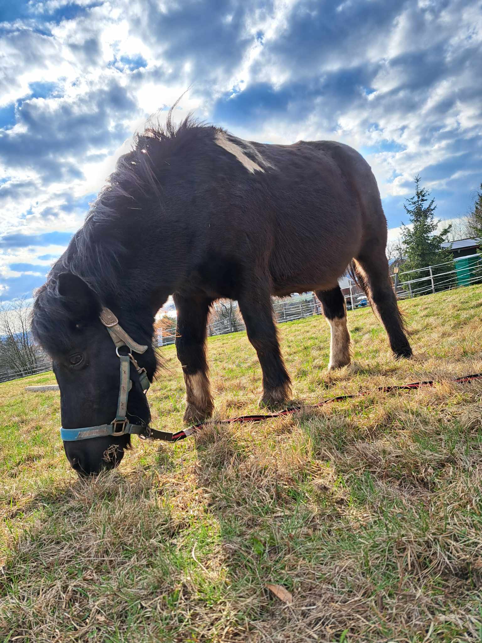 Jana Černá - Koně Václavice foto 3