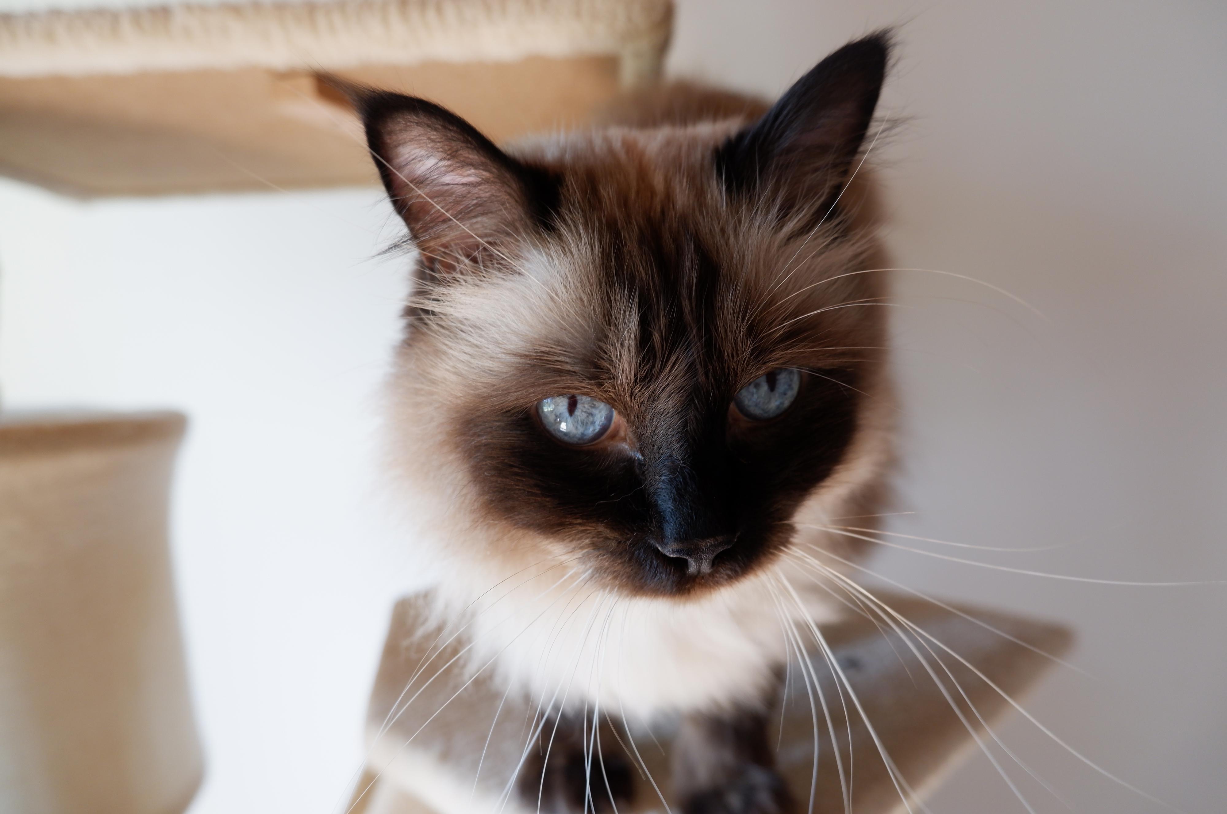 Kočičí hotel Mňauk