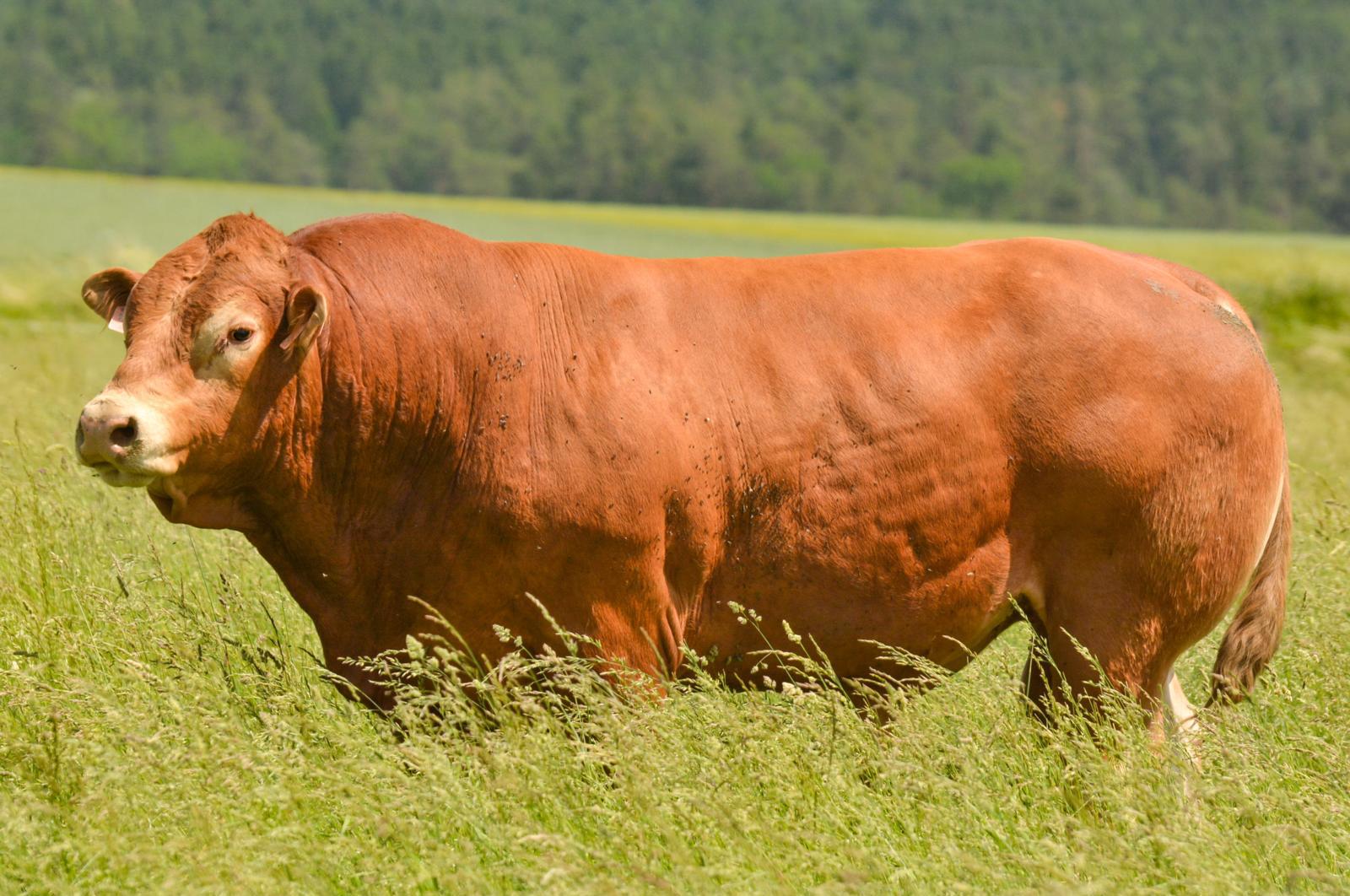 Farma Zliv