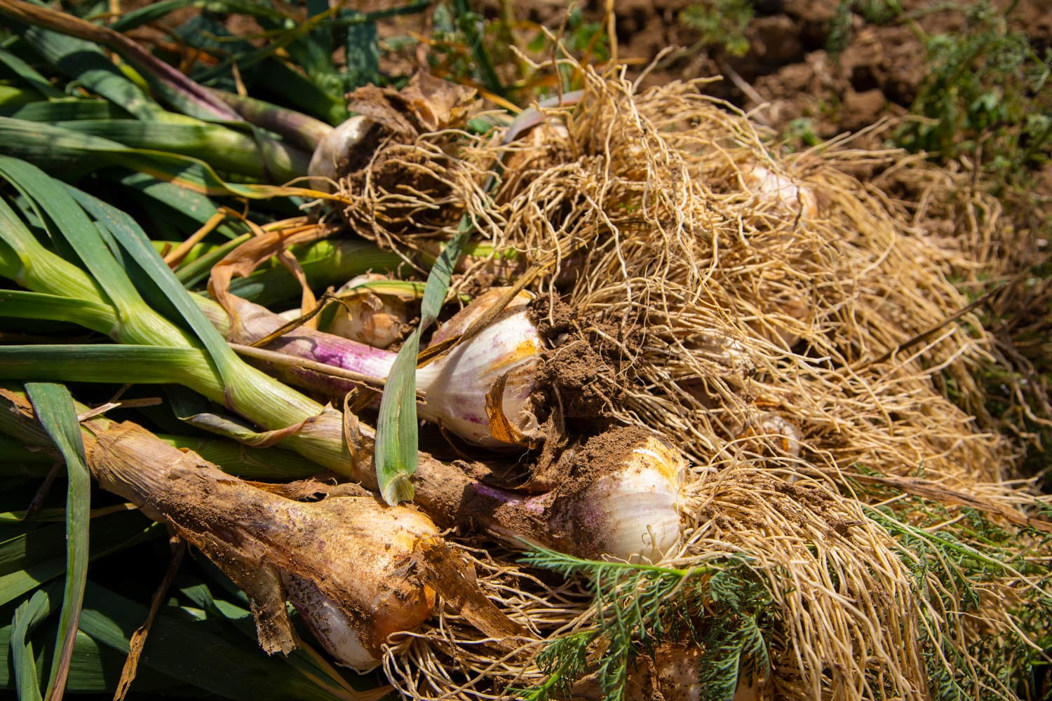 Farma Dryák - Osluchov foto 2
