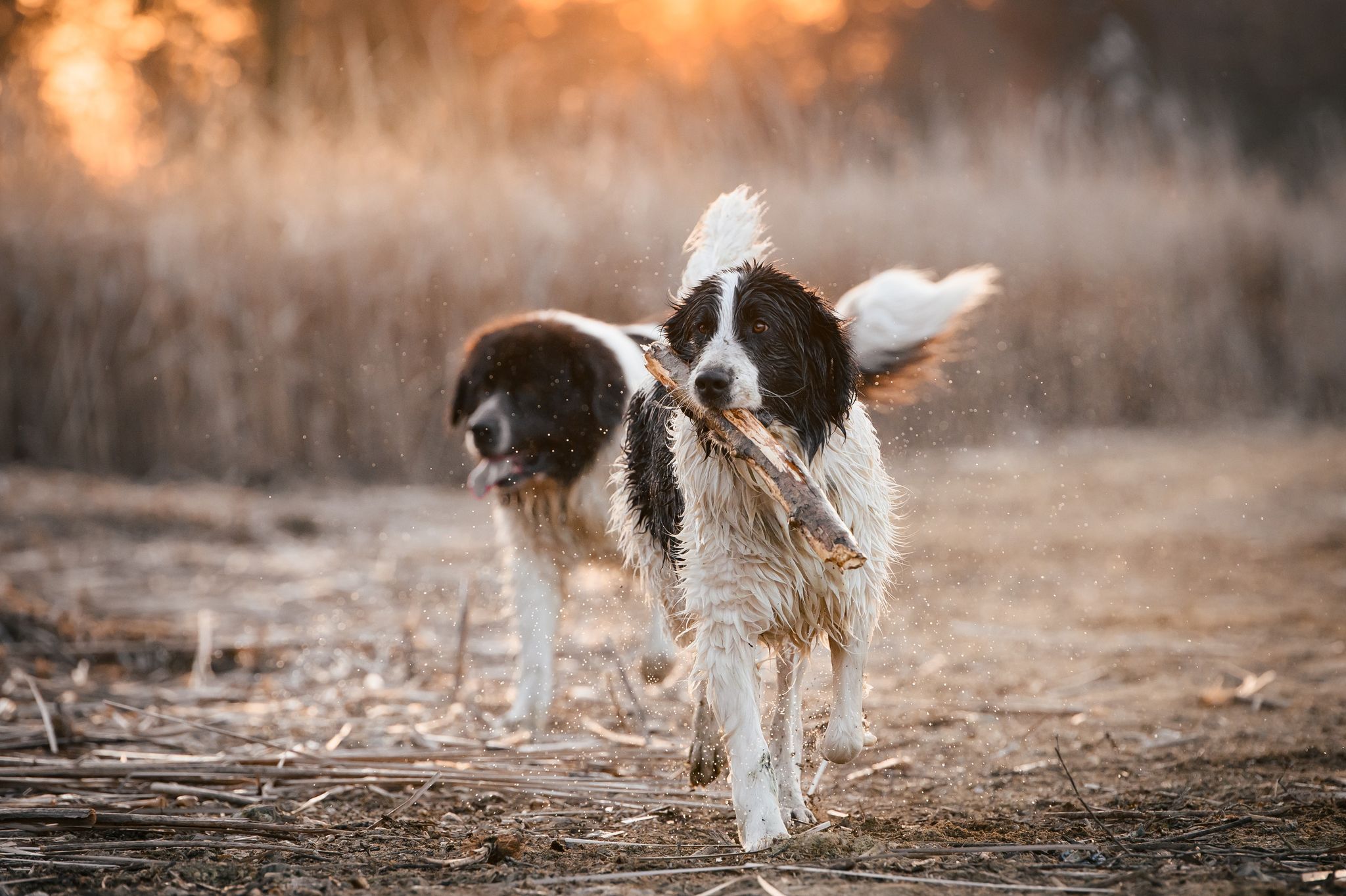 Chovatelská stanice Landseerů - Mamanakalunga foto 2