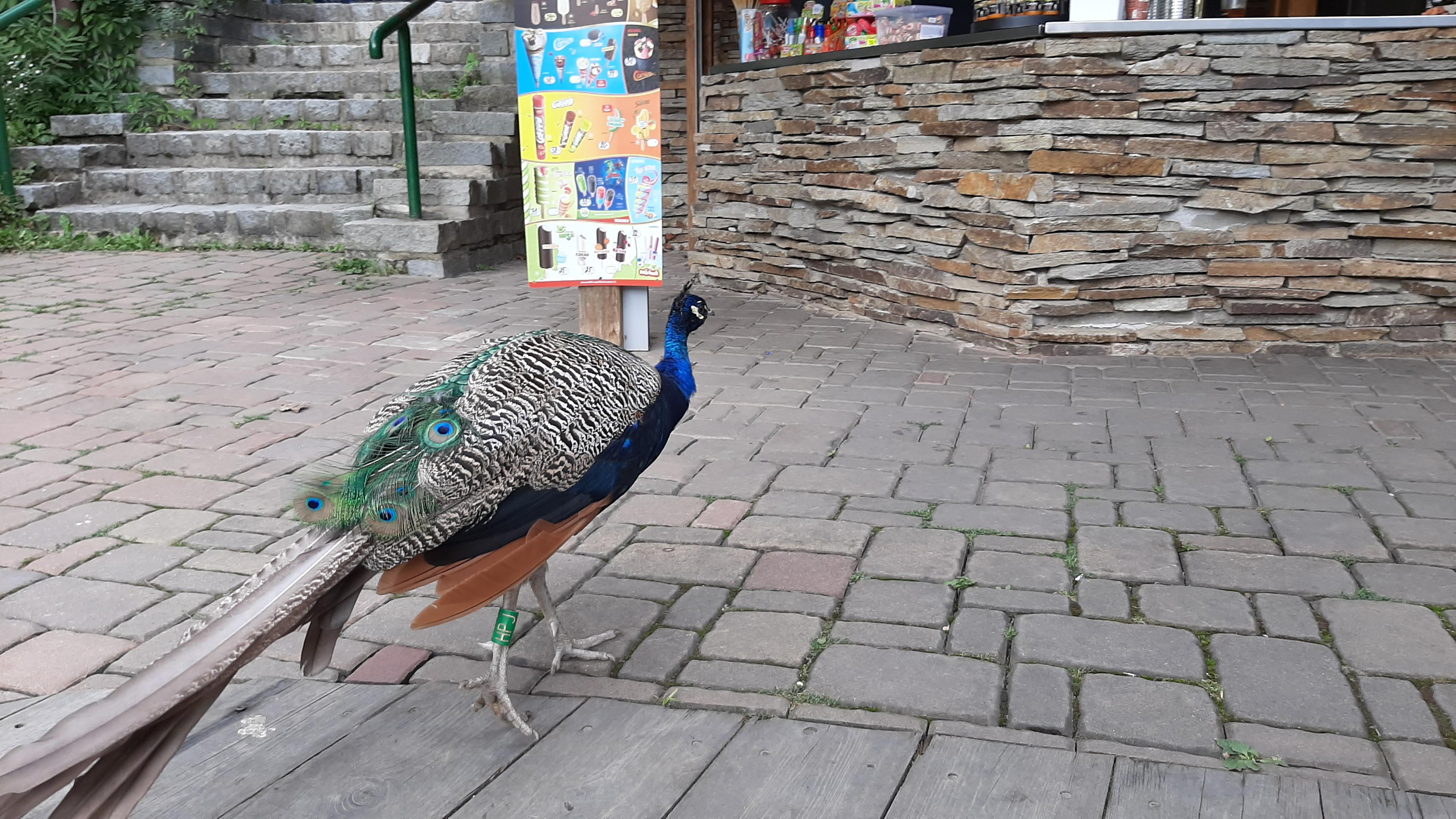 Občerstvení Dětská ZOO foto 2