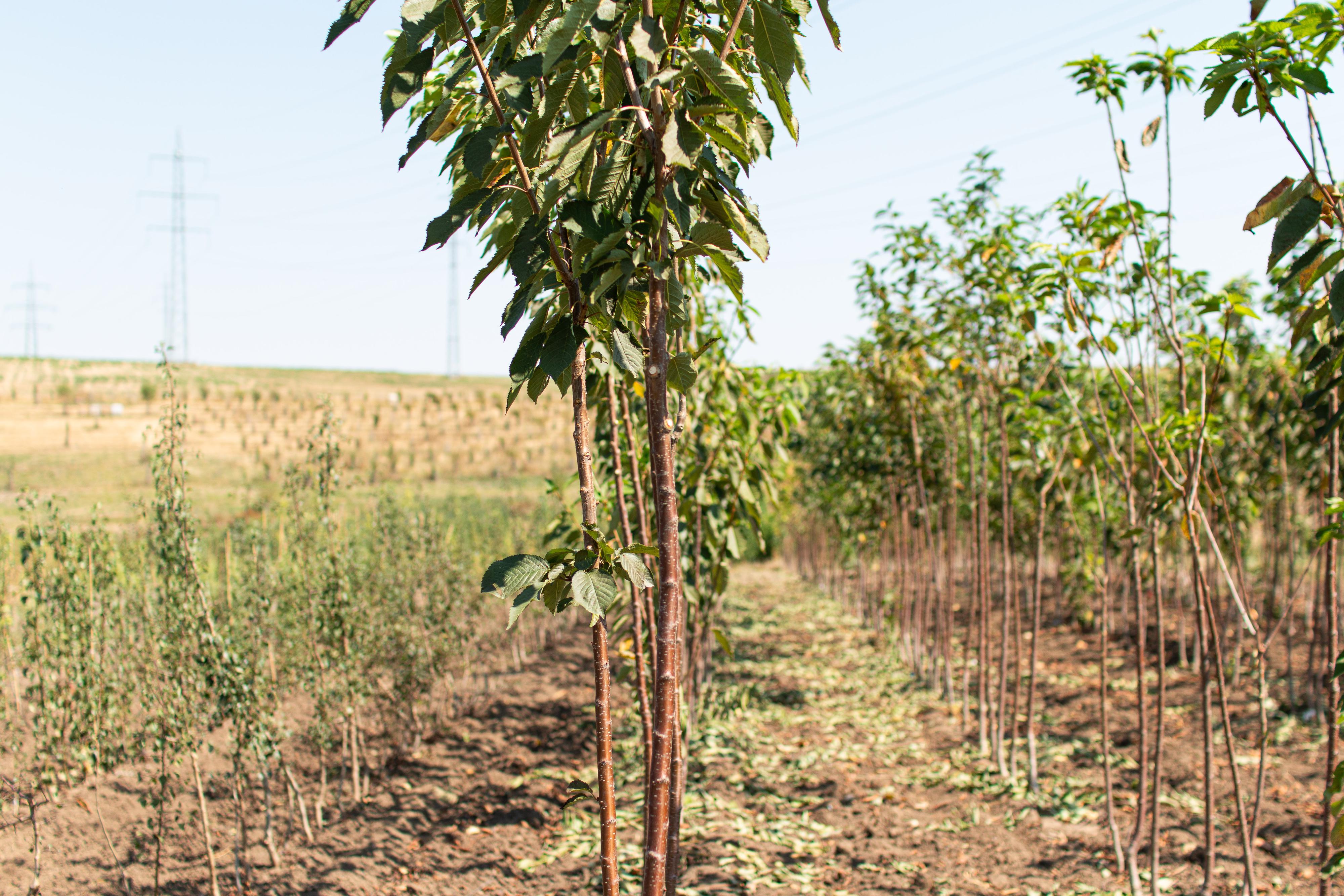 Ovocná školka - Potulný sadař Dominik Grohmann foto 3