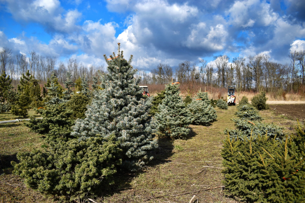 Okrasná školka Záříčí s.r.o. foto 2