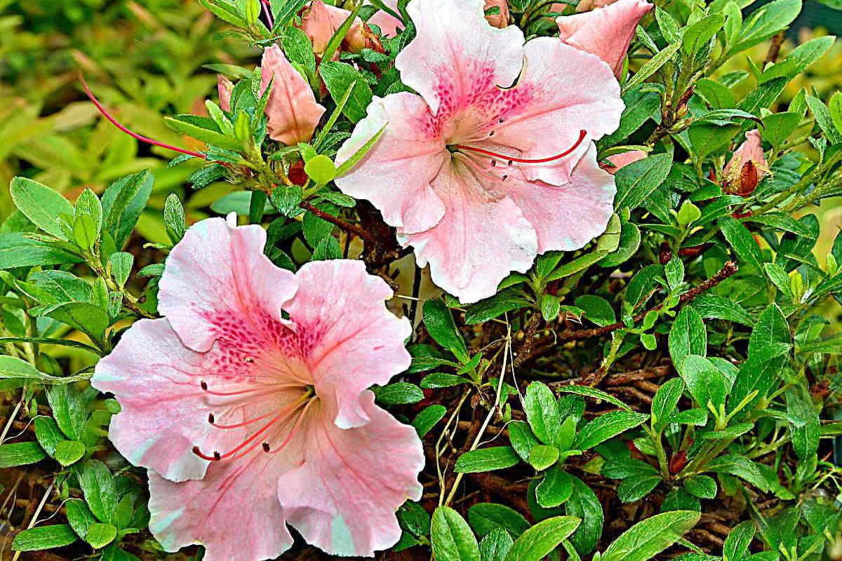 Ivan a Jana Najmanovi