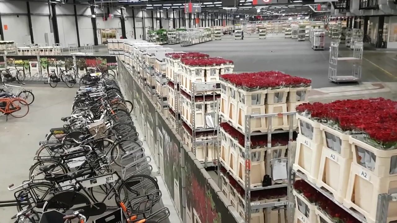 Florea.cz foto 2 (náhled videa)