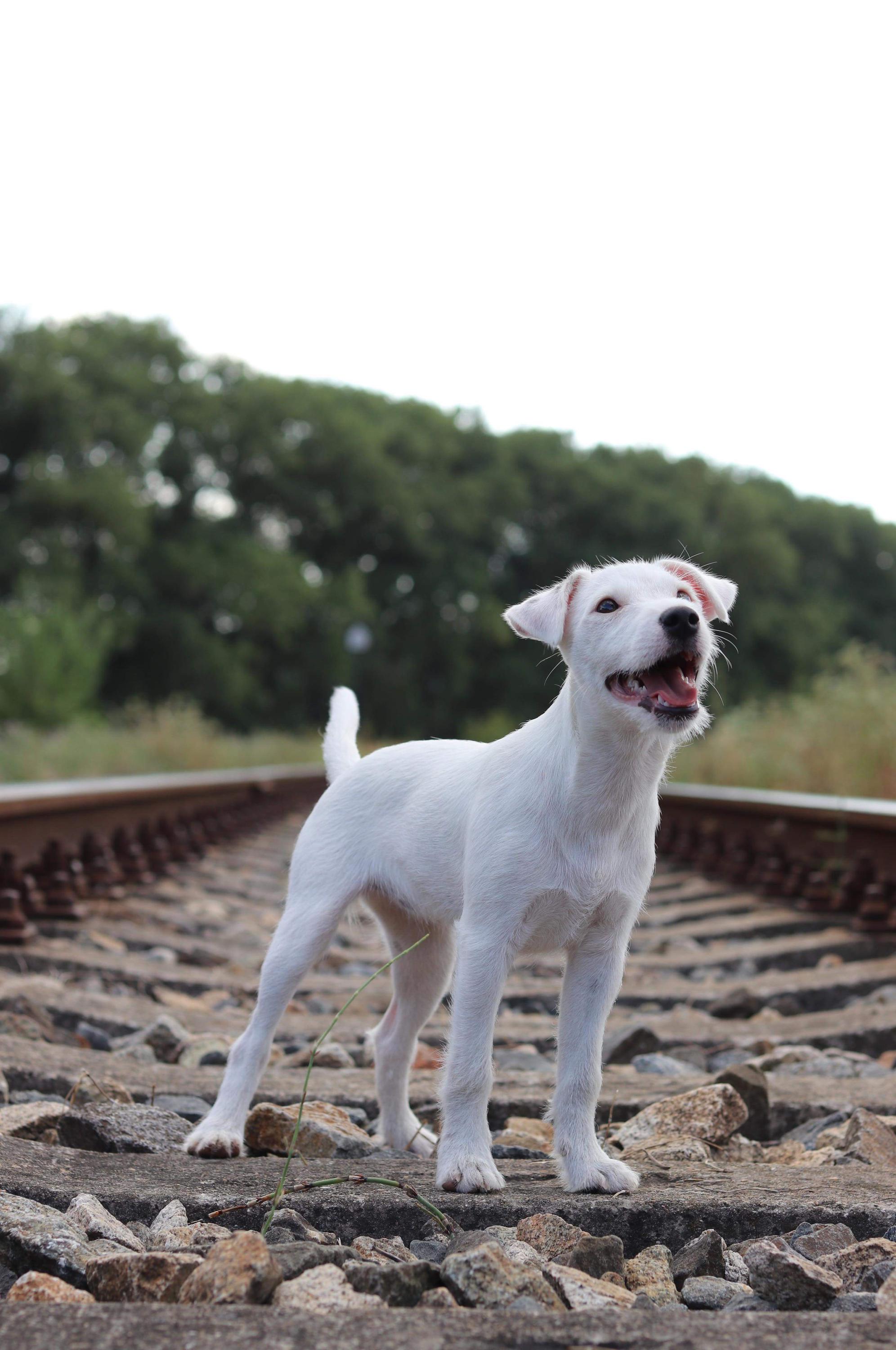 Výcvikárna, z.s. - psí škola foto 2