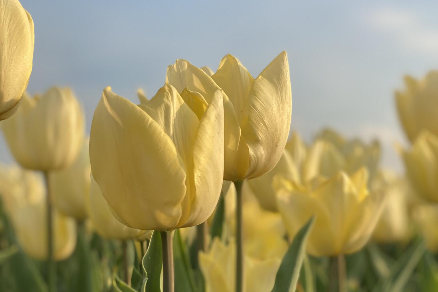 Tulipány z Holandska