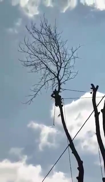 Rizikové kácení stromů Miroslav Hanuš foto 2 (náhled videa)