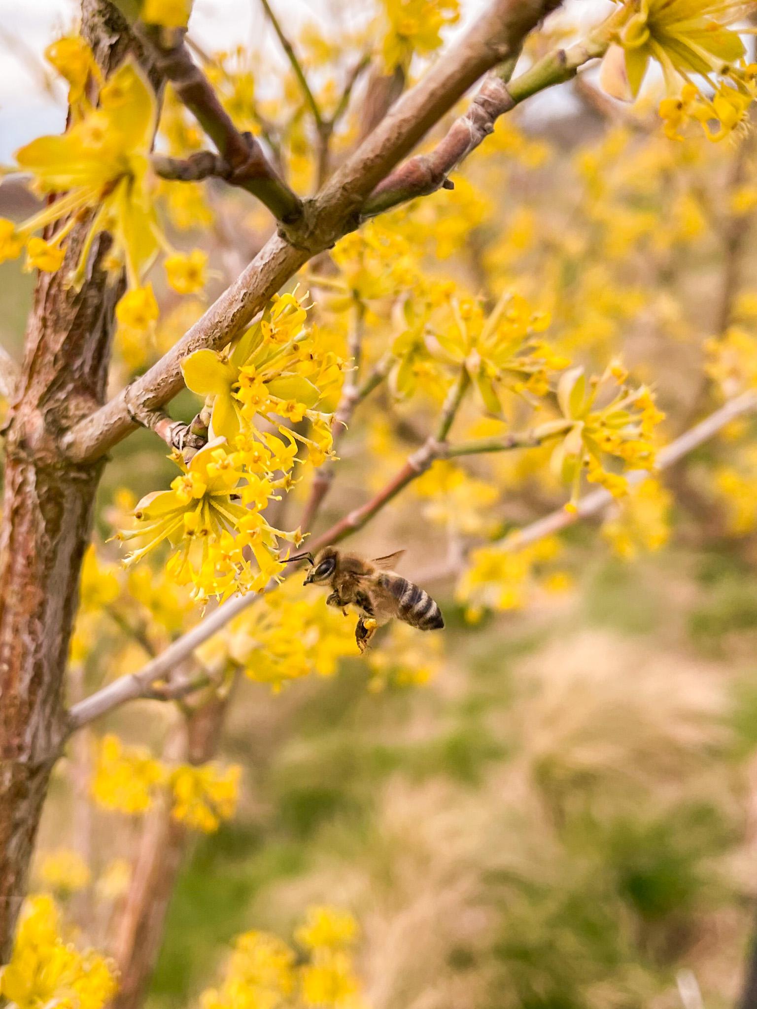 ŽIVA rakytník foto 5