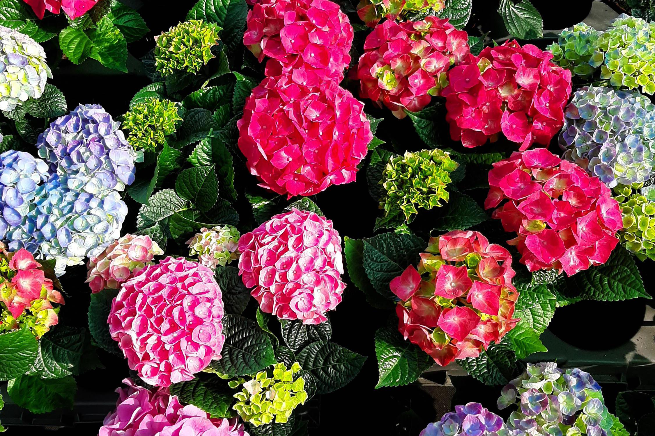 Zahradnictví Irena Pazourková