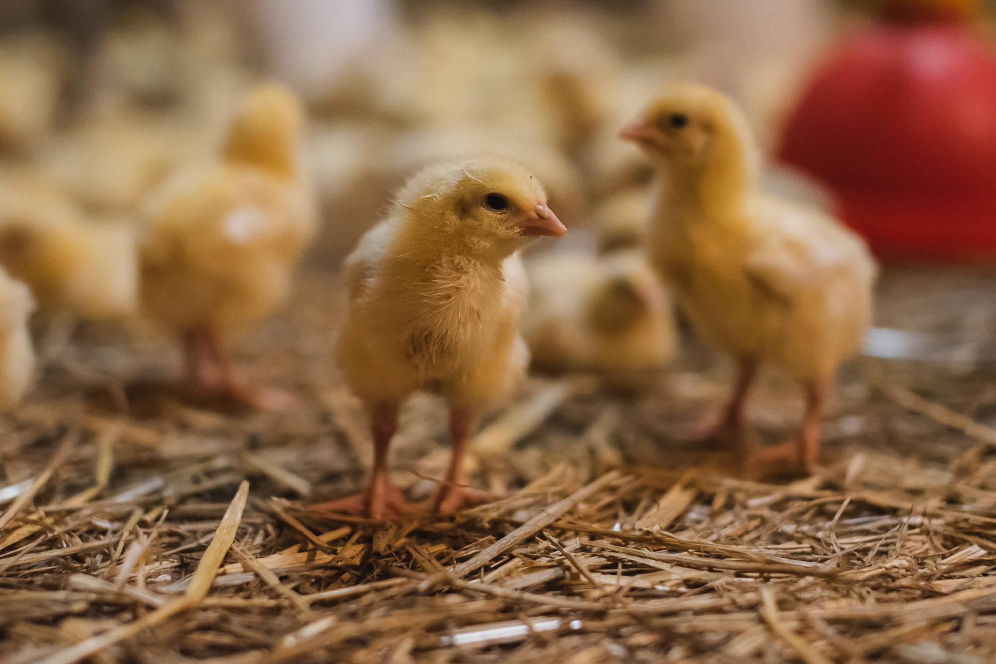 Kuře Tučapy - Jitka Chytilová foto 1