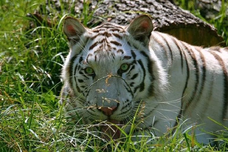 ZOOPARK Doksy foto 3