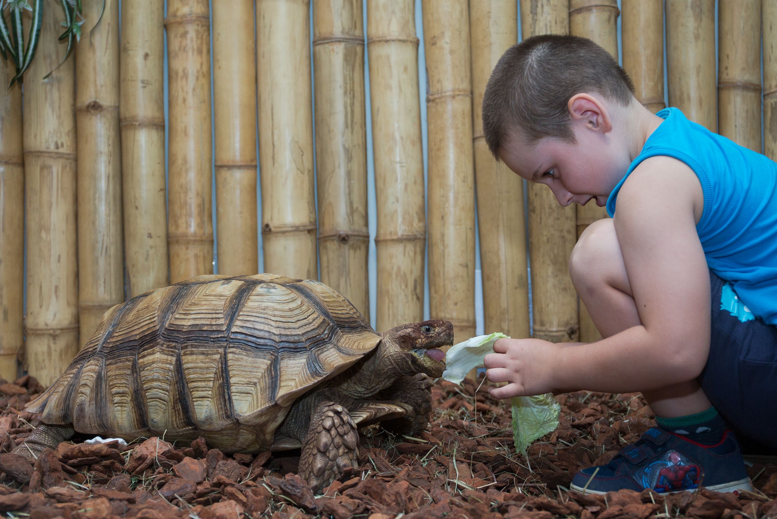 Krokodýlí a želví ZOO Praha foto 3
