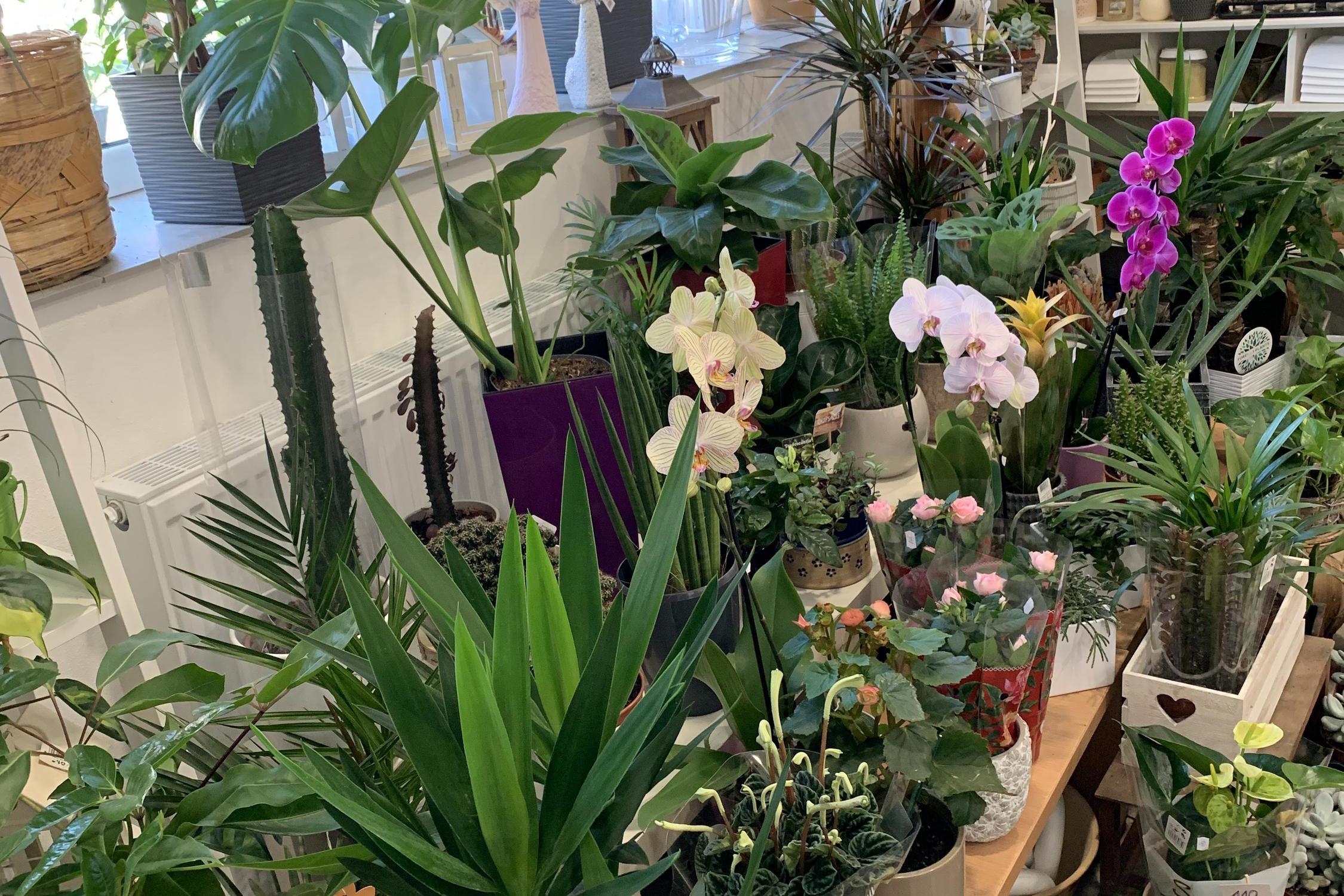 Květinka Bohdana Zemková foto 1