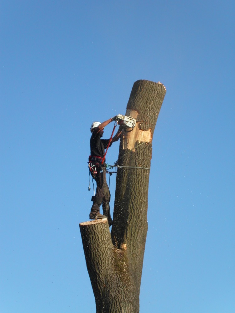 ARBORSERVICES - Šolc s.r.o. foto 2