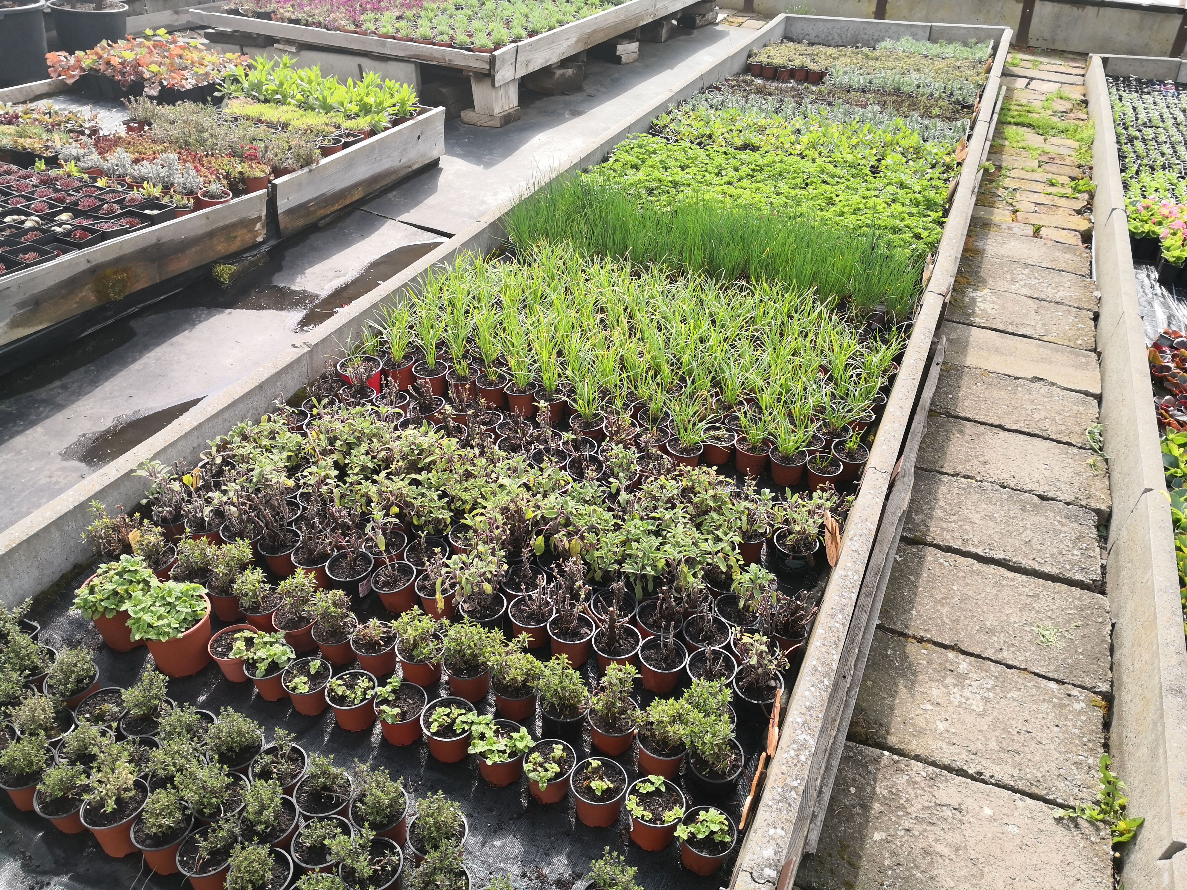 Zahradnictví Gejzír