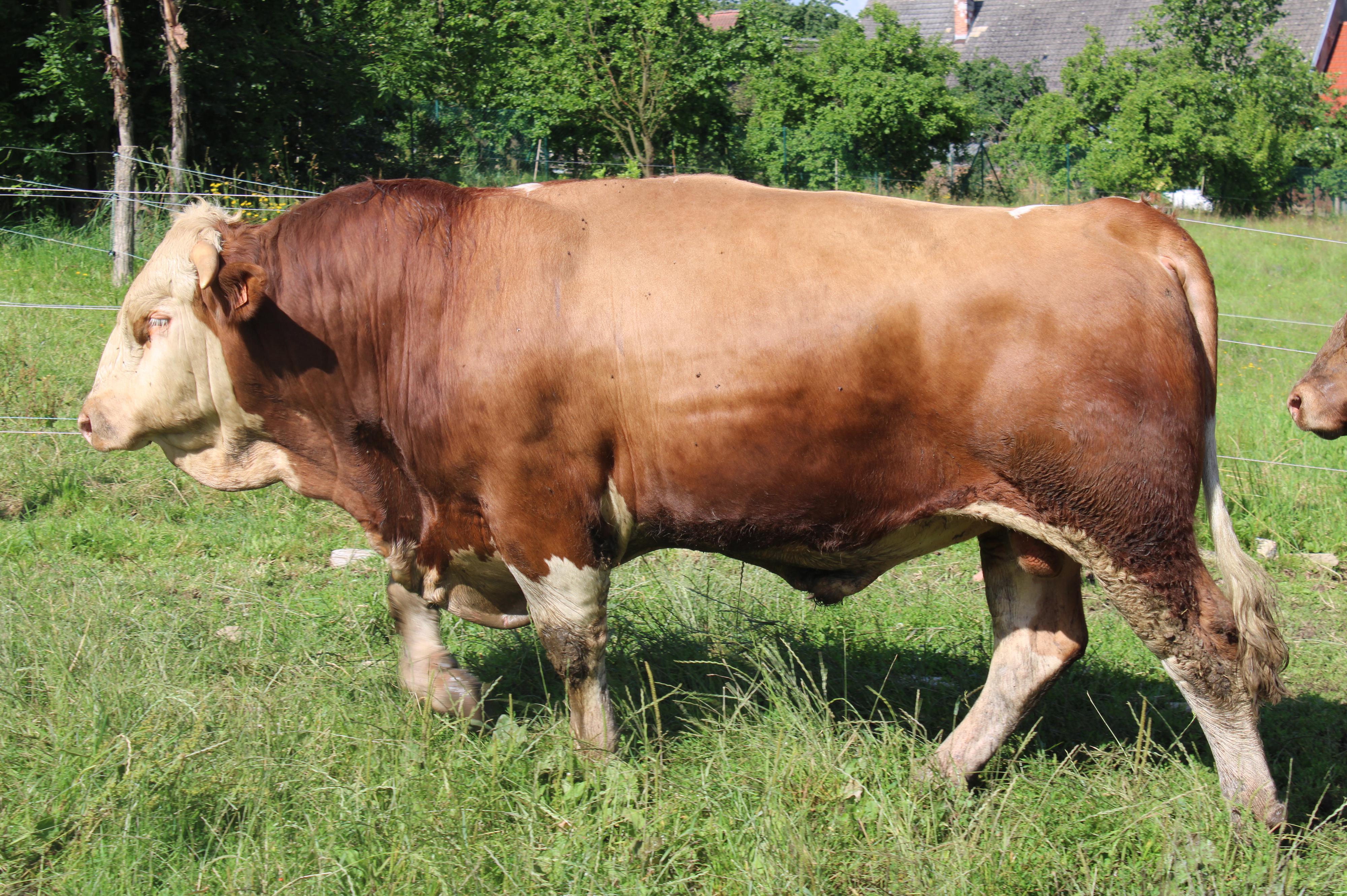 Hospodářství Strakovi