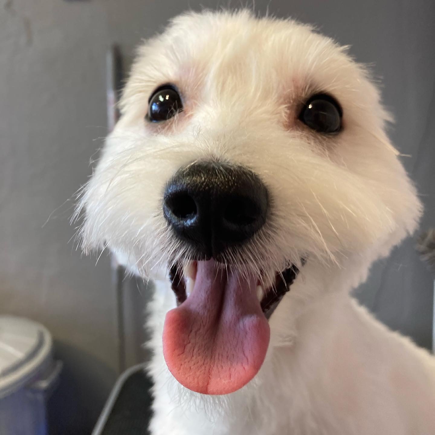 Oh my dog -  psí salon & wellness foto 2