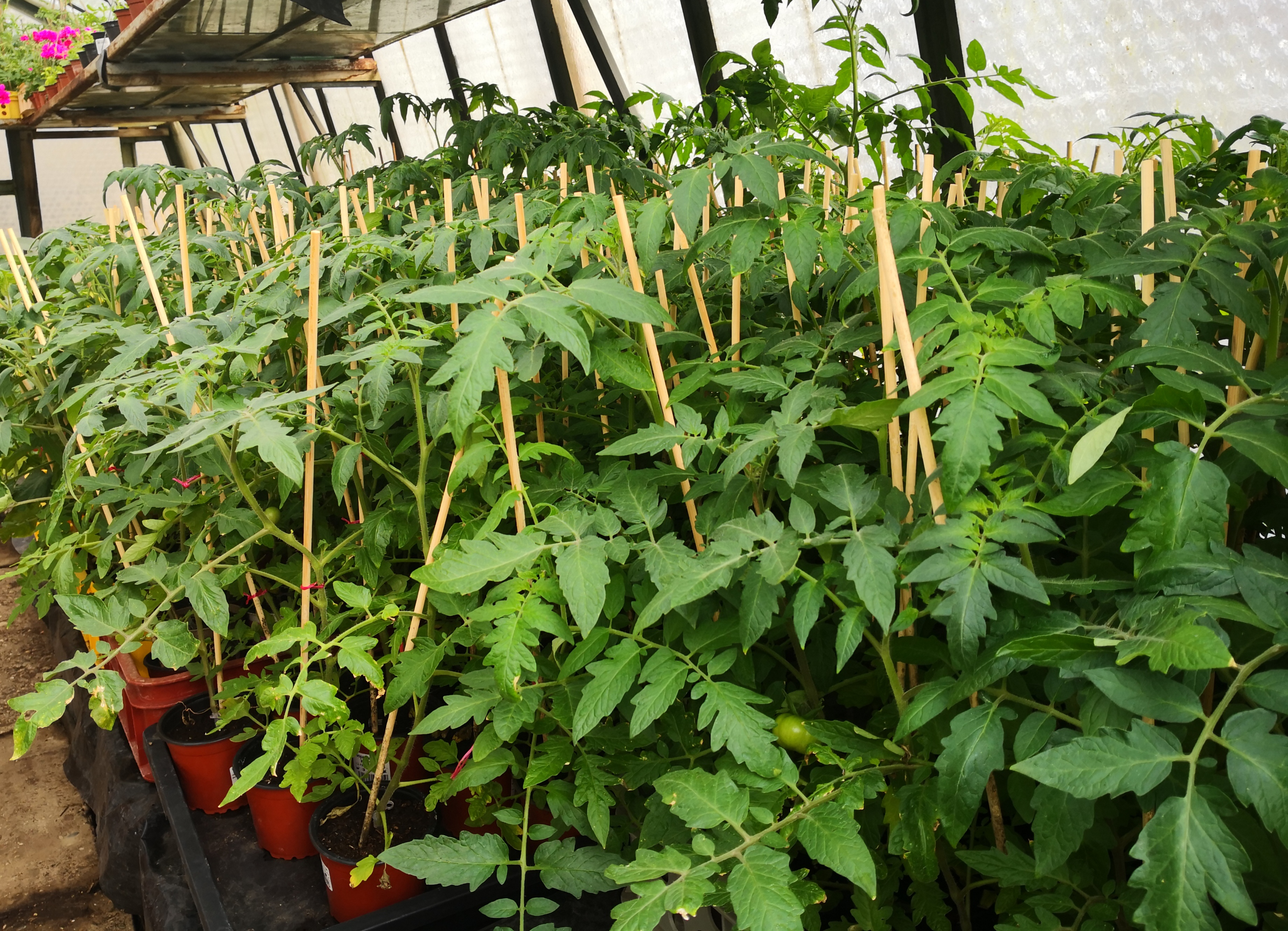 Zahradnictví Gejzír