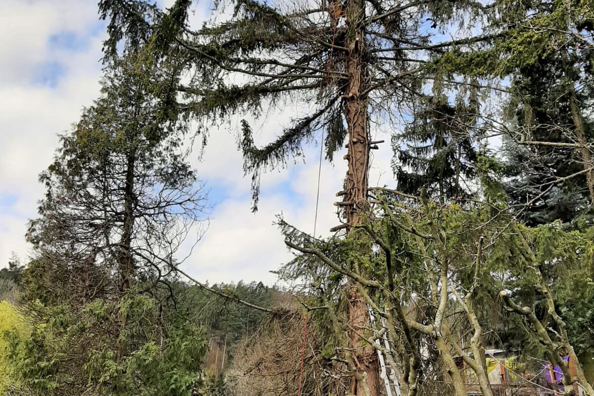 Michal Kučera - Lesnictví, těžba dřeva, výsadba stromů