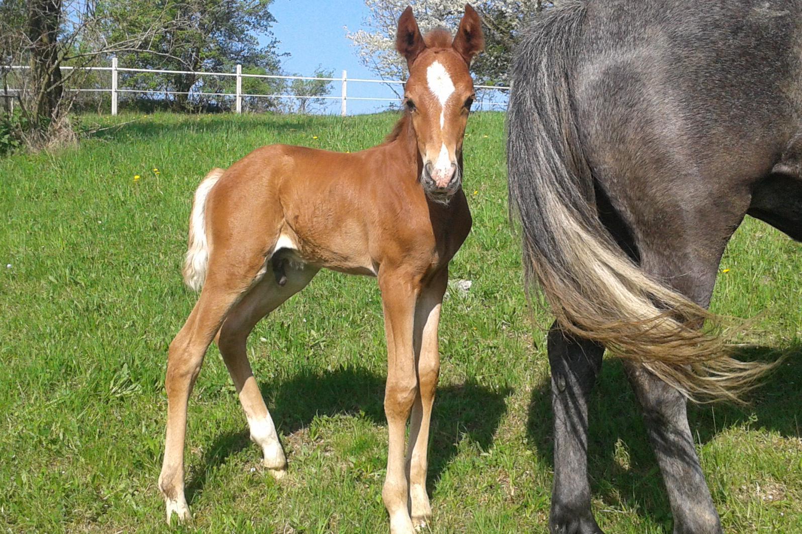 JK Dolní Mlýn - Ivana Králová