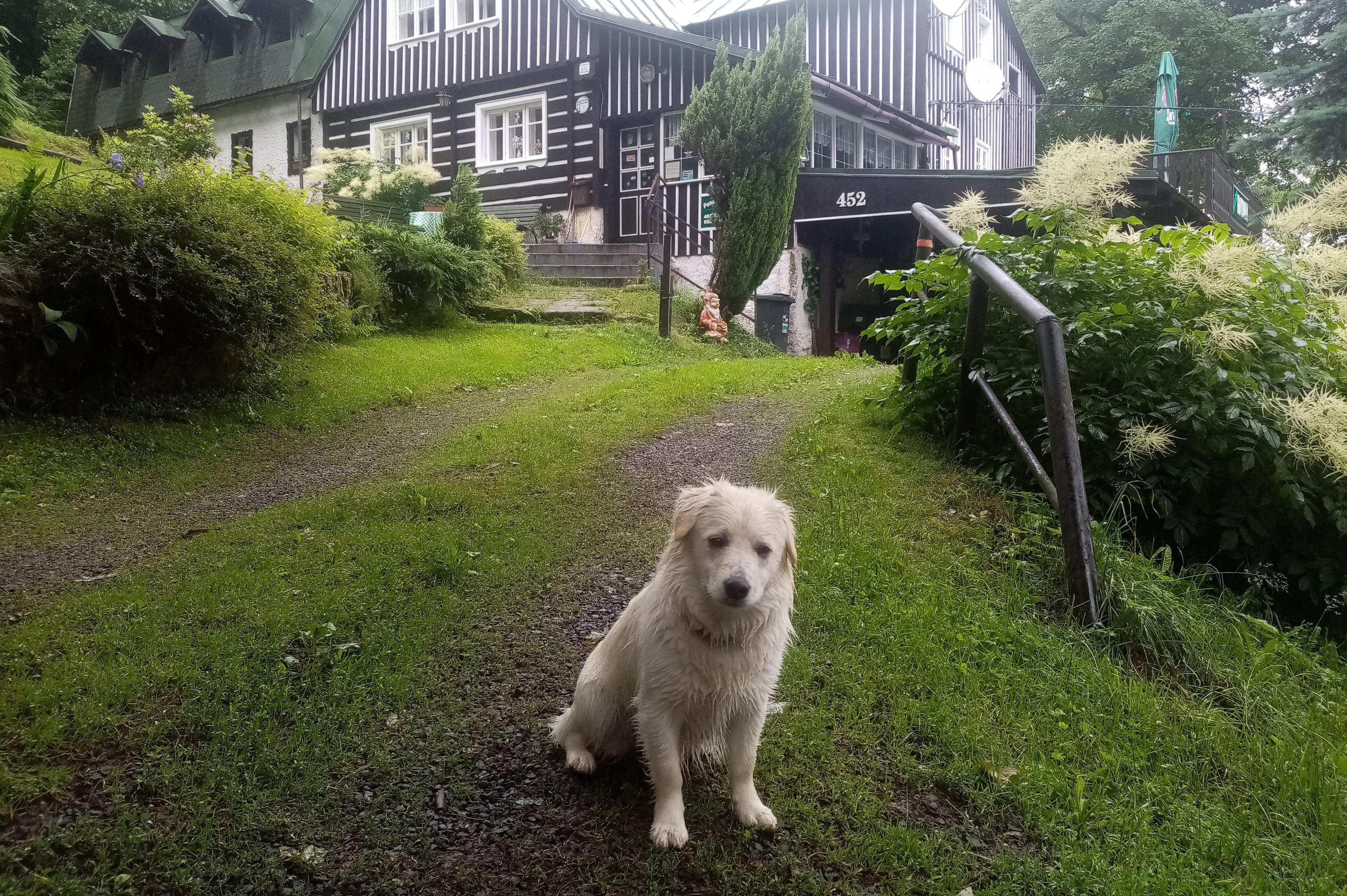 Ubytování s mazlíčkem