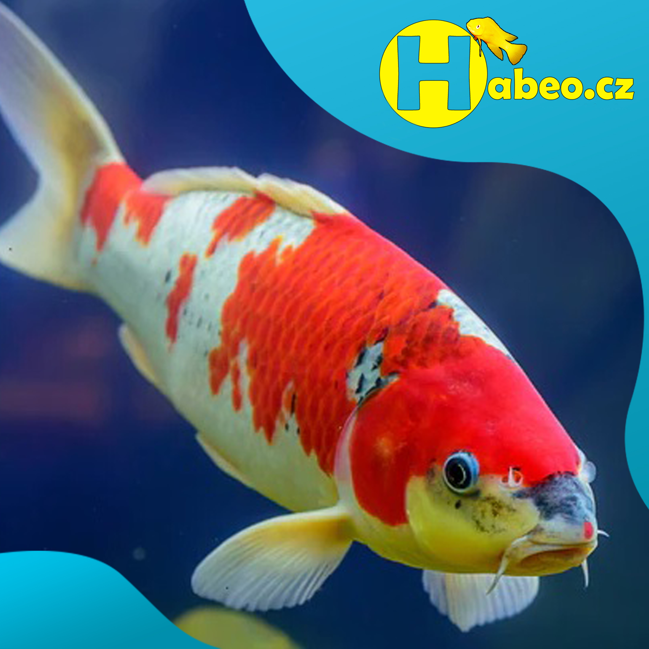 Chovatelský a rybářský e-shop Habeo.cz foto 5