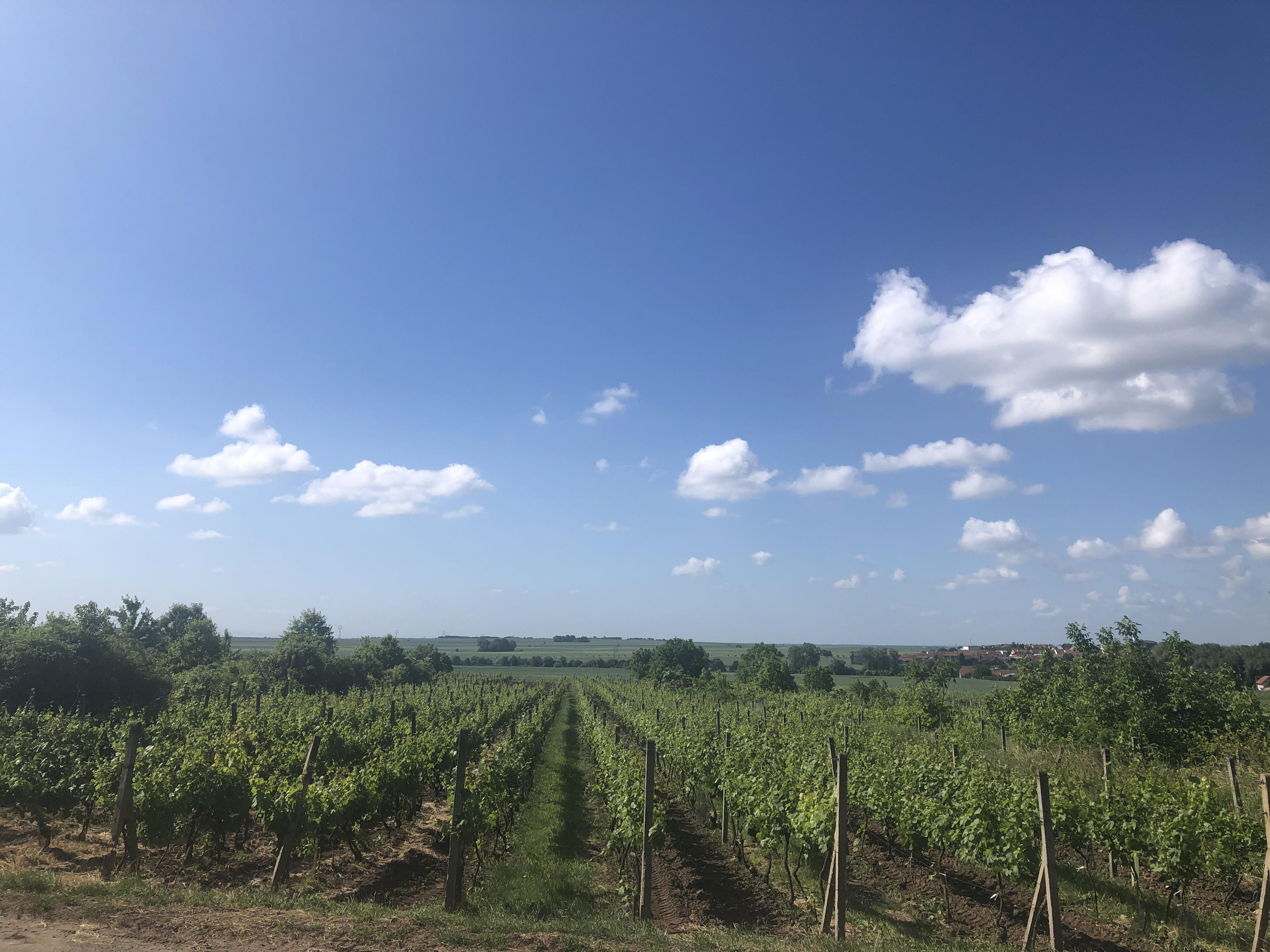 Ubytování Ve Vinici foto 4