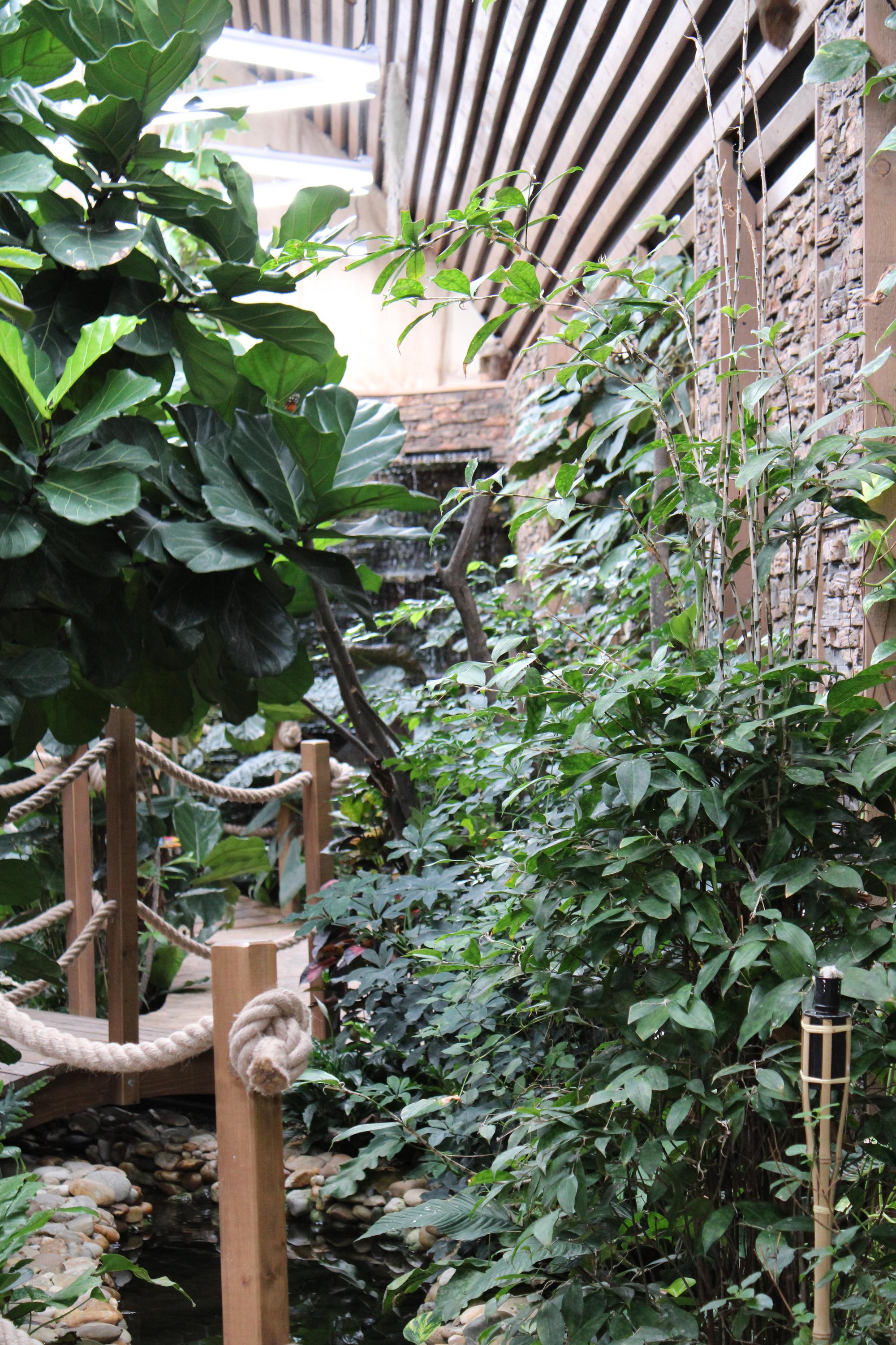 Papilonia – motýlí dům Brno foto 4