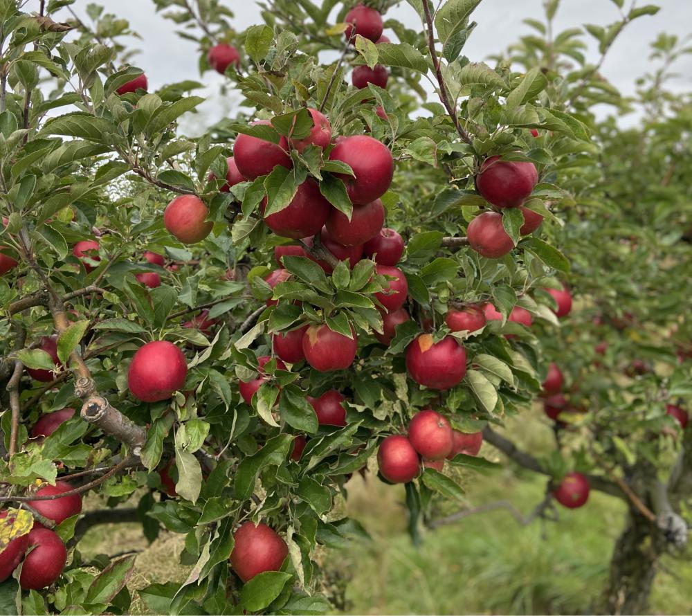 Moštárna Červené Pečky foto 5