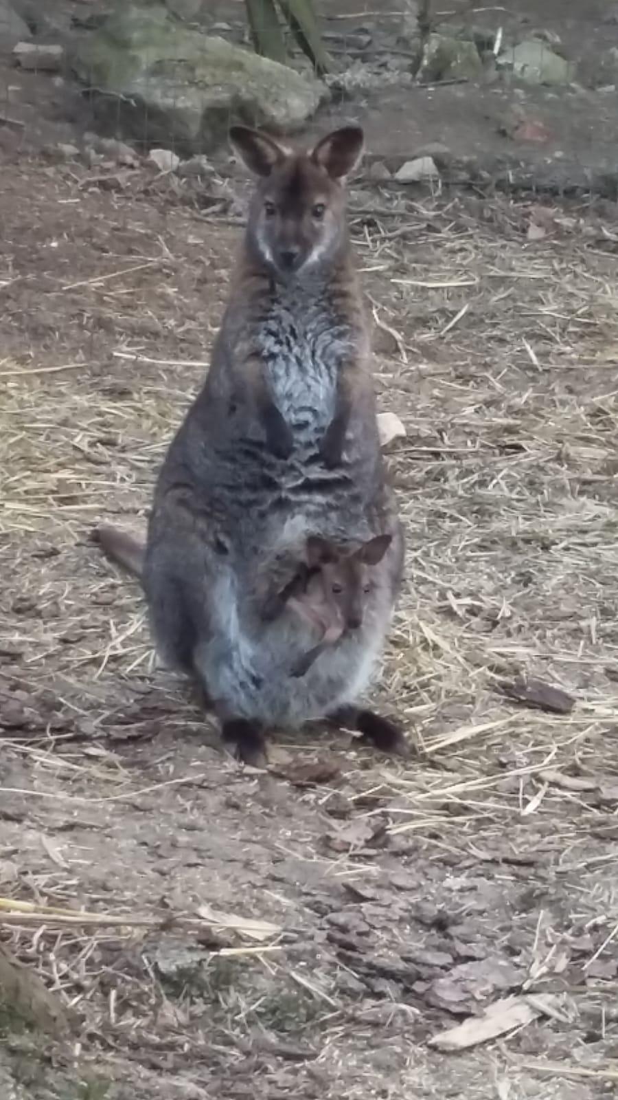 Dvorní zookoutek U Pipinga foto 3