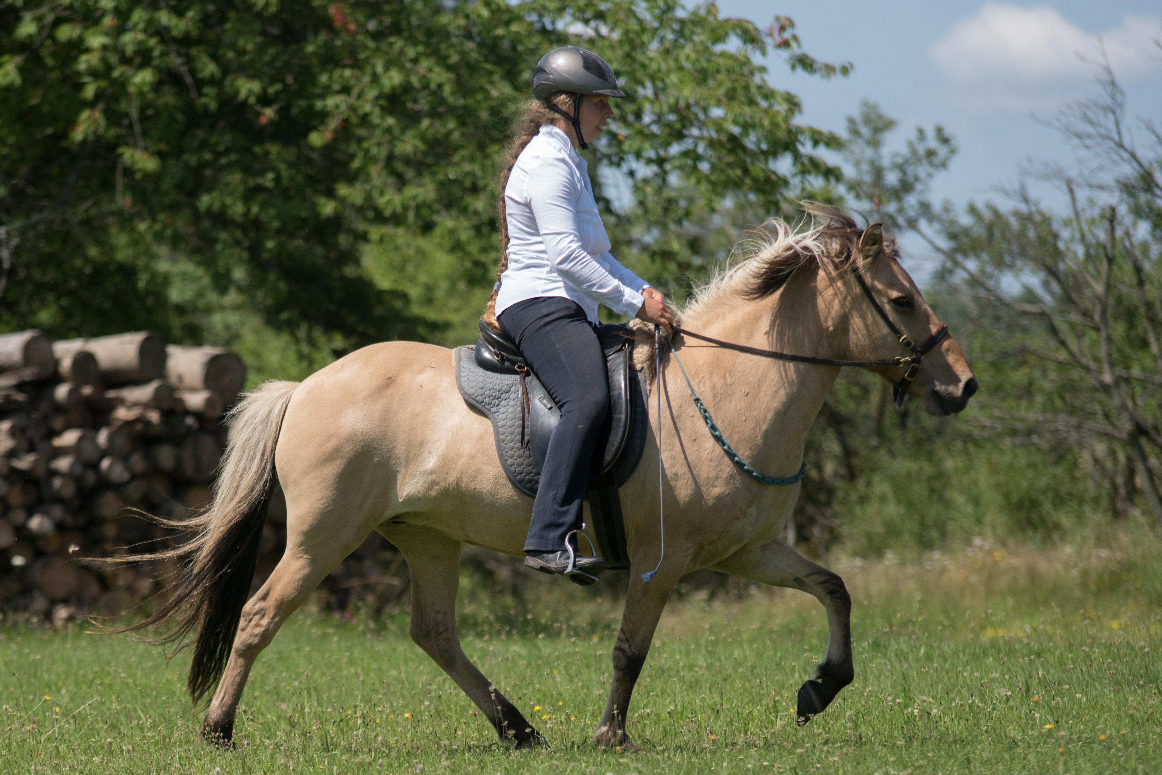 Vikinghorse Milevo foto 3