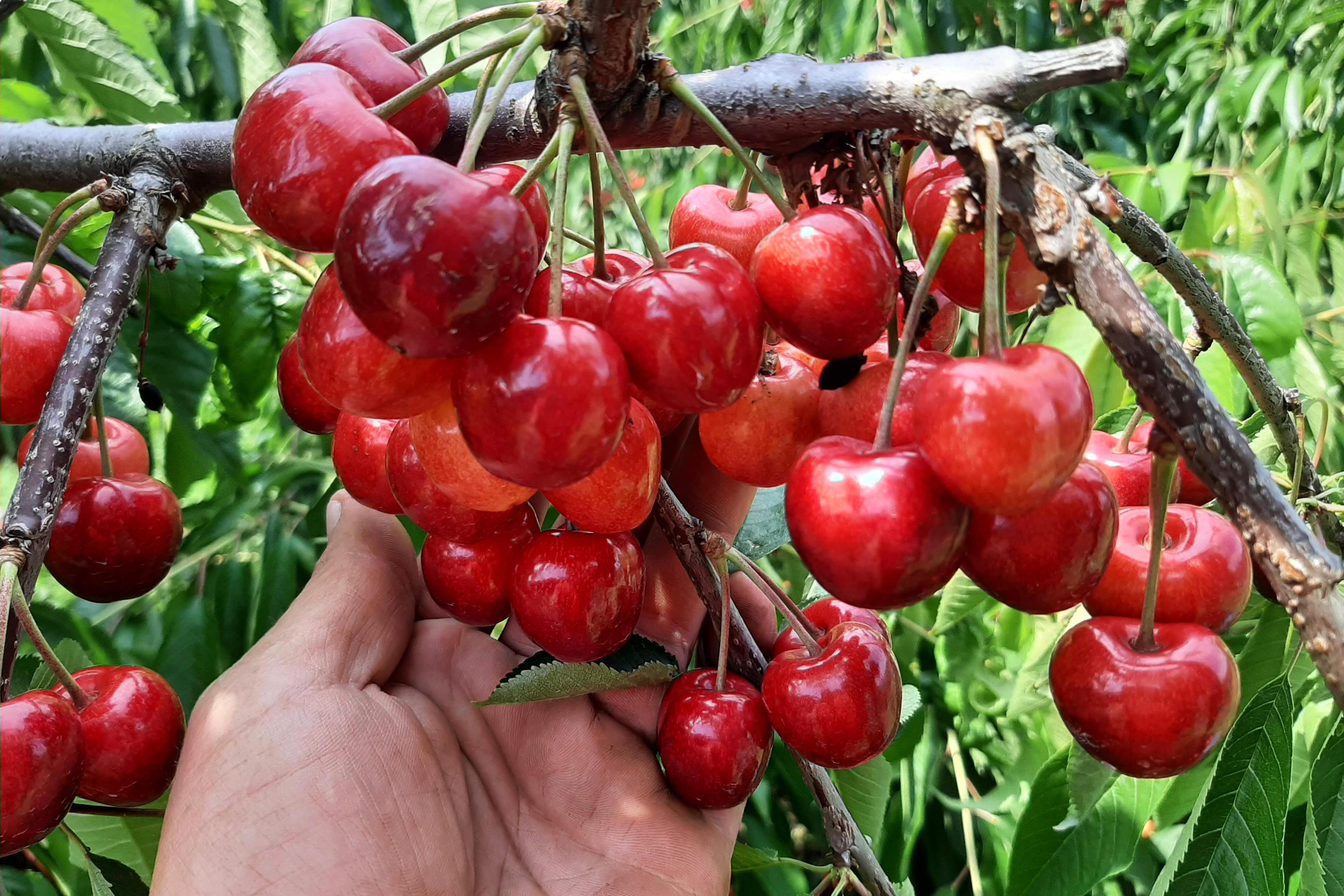 Ovocné sady Vyčítal