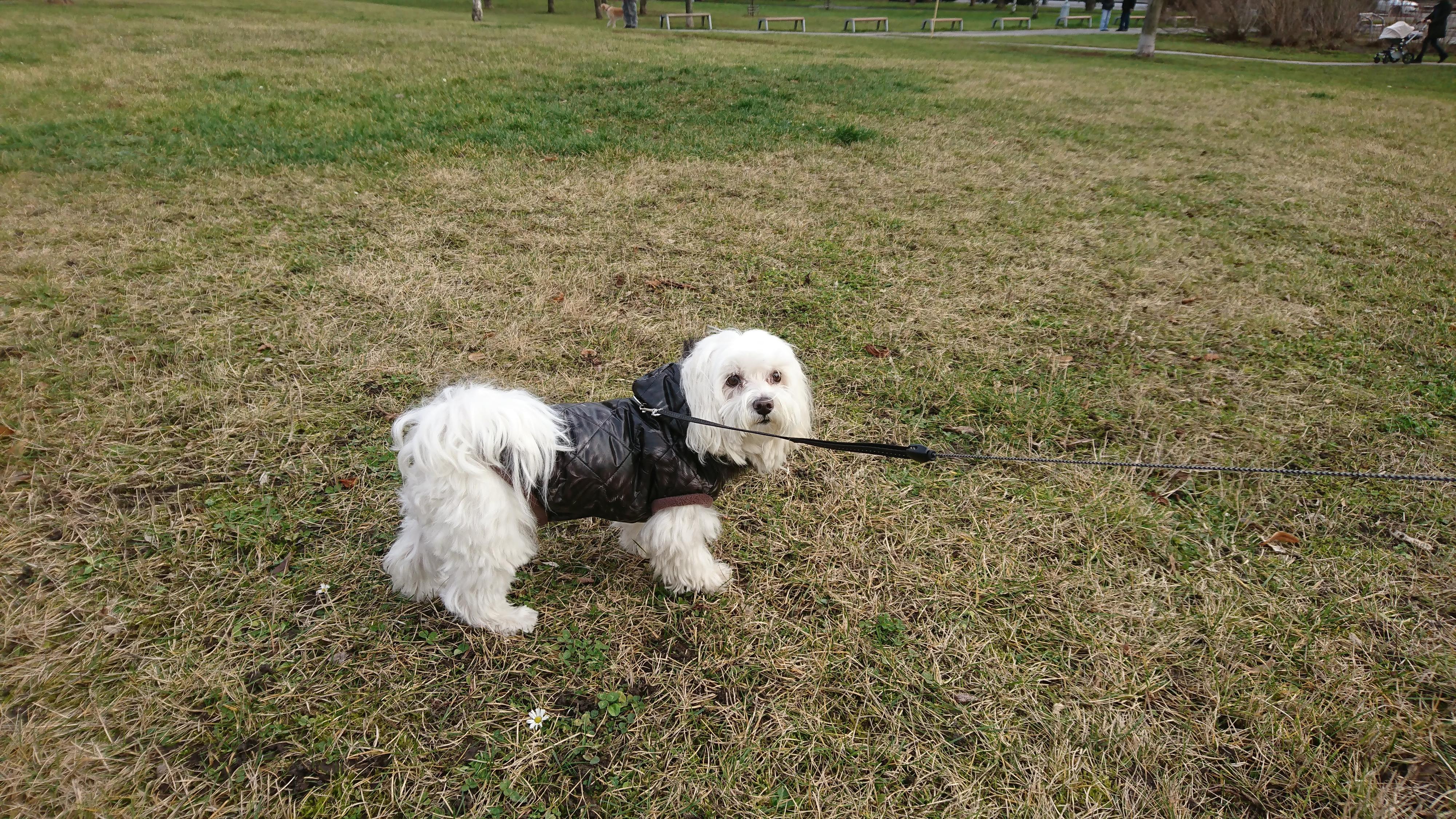 Meggie - Oblečky pro malé pejsky foto 5
