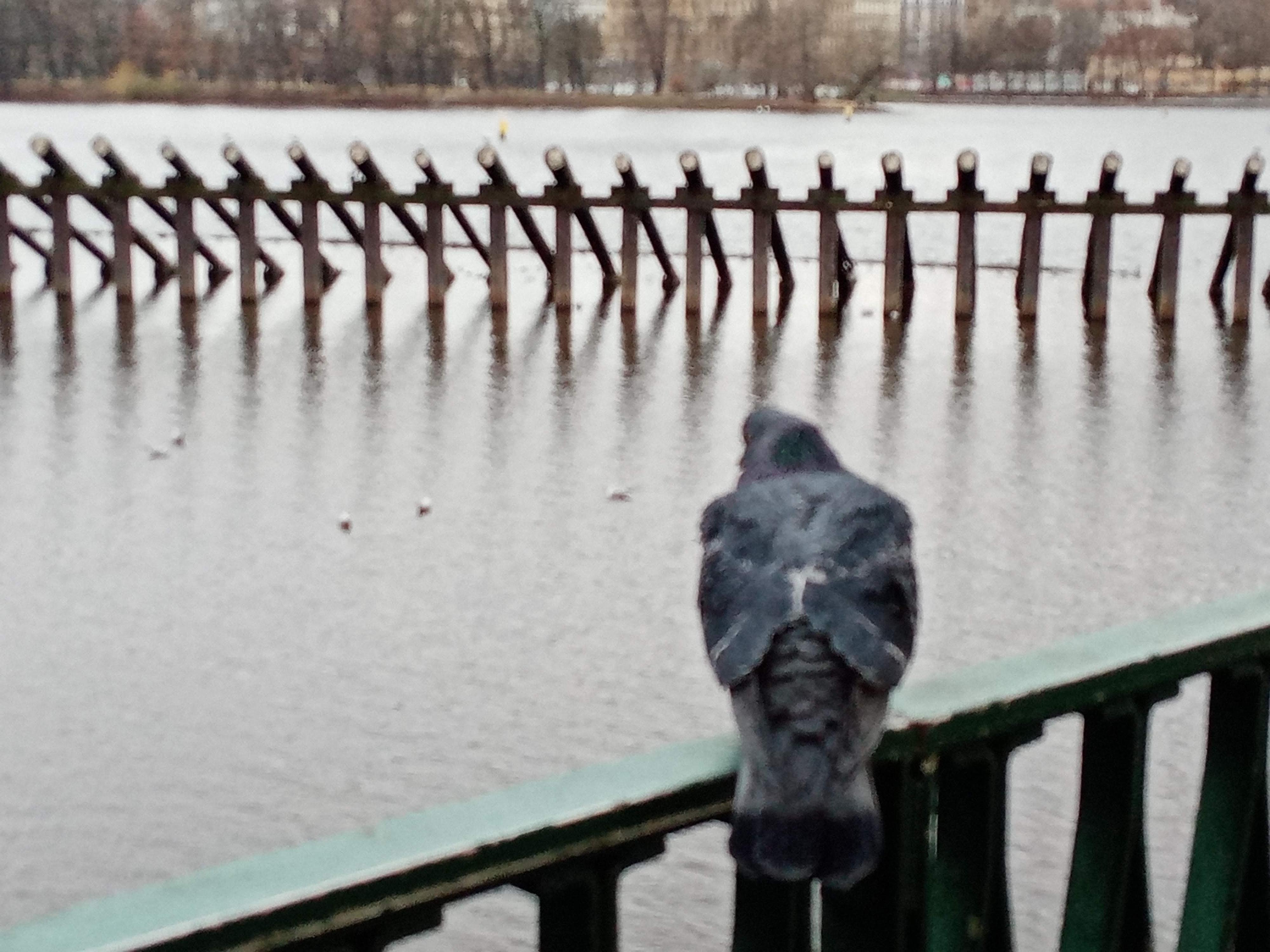 Restaurace Klub Lávka foto 6