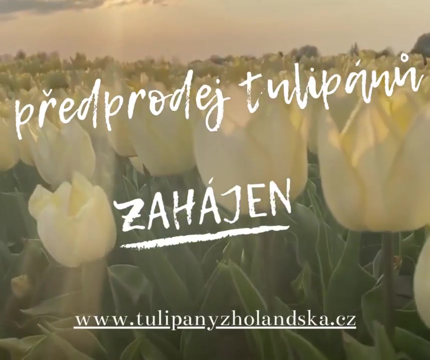 Tulipány z Holandska foto 2 (náhled videa)