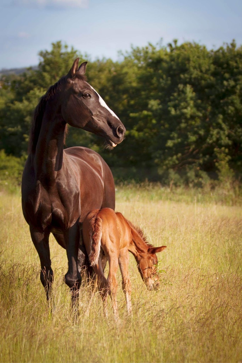 B&M Horses s.r.o. foto 2