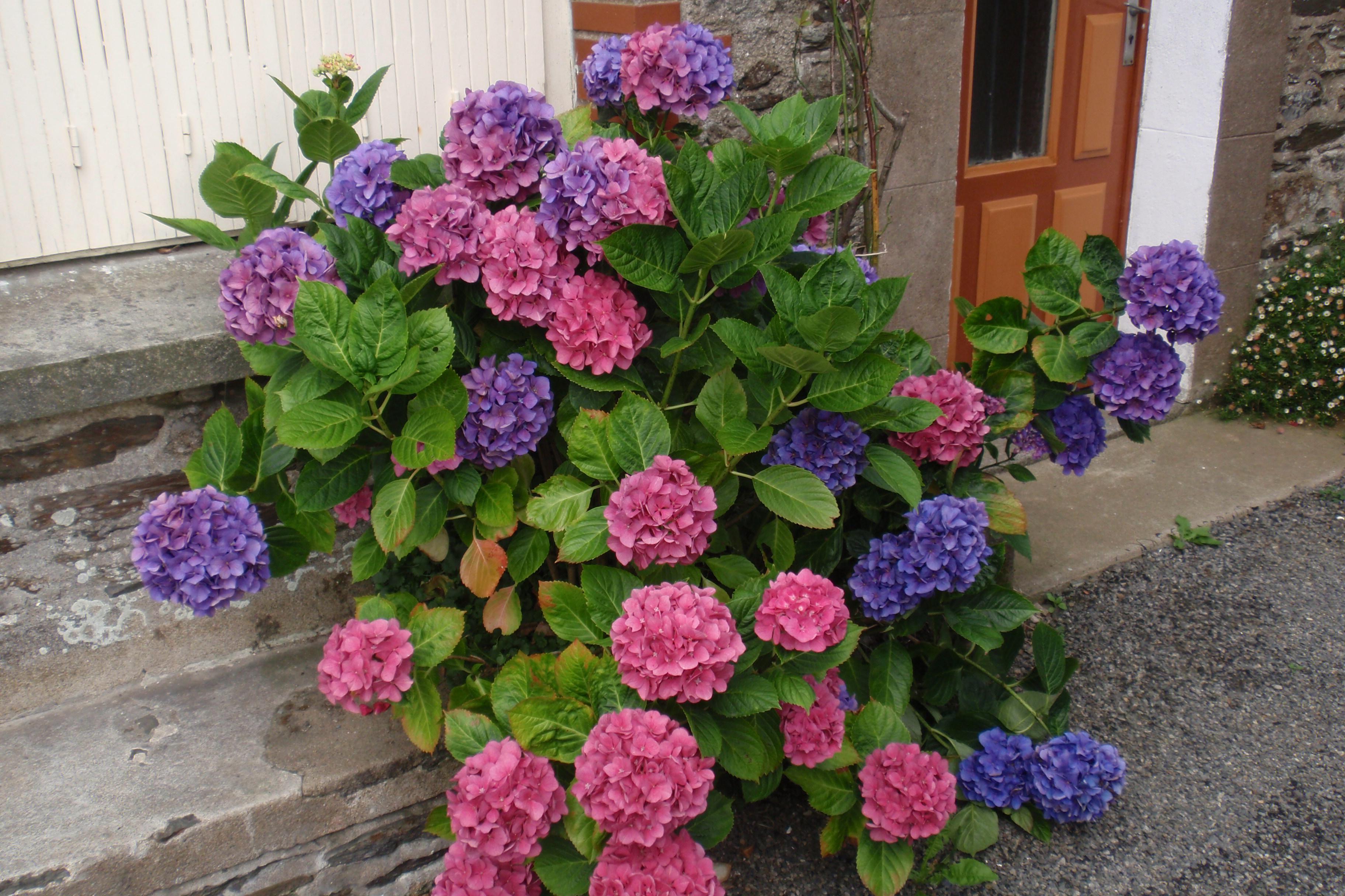 Zahrada bez starosti